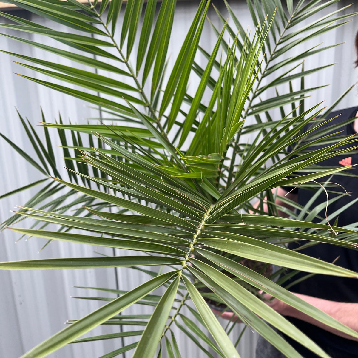 A Phoenix Palm (Phoenix canariensis &#39;Canary Island Date Palm&#39; 60-70cm / 70-80cm) with long, pointed leaves is held in front of a corrugated metal fence, with only the person&#39;s arm and shoulder partially visible.