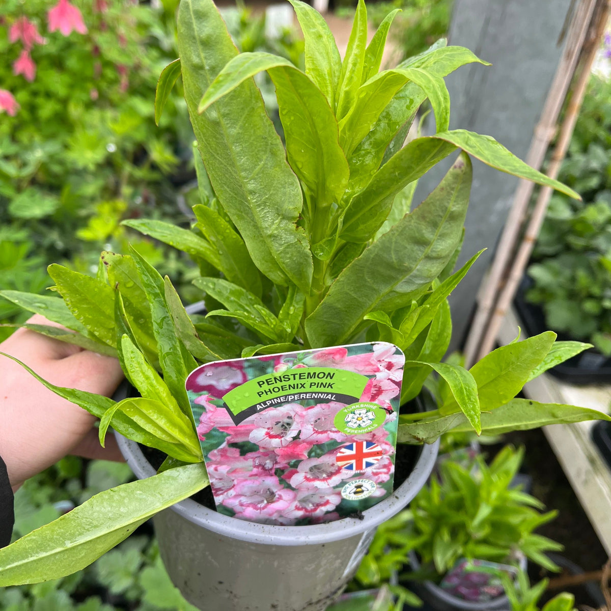 Penstemon &#39;Hewells Pink&#39; 9cm/1.5L