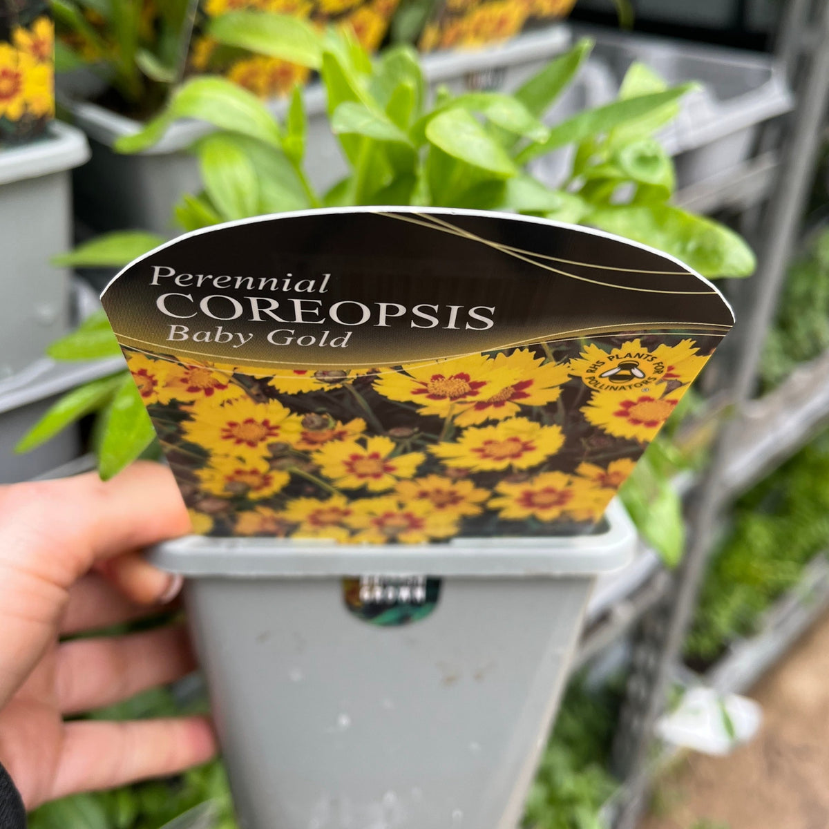 A hand holds a Coreopsis - Baby Gold 1.5L pot with a label. This compact perennial features bright yellow flowers with red centers, green leaves, and drought-tolerant plants in the background.