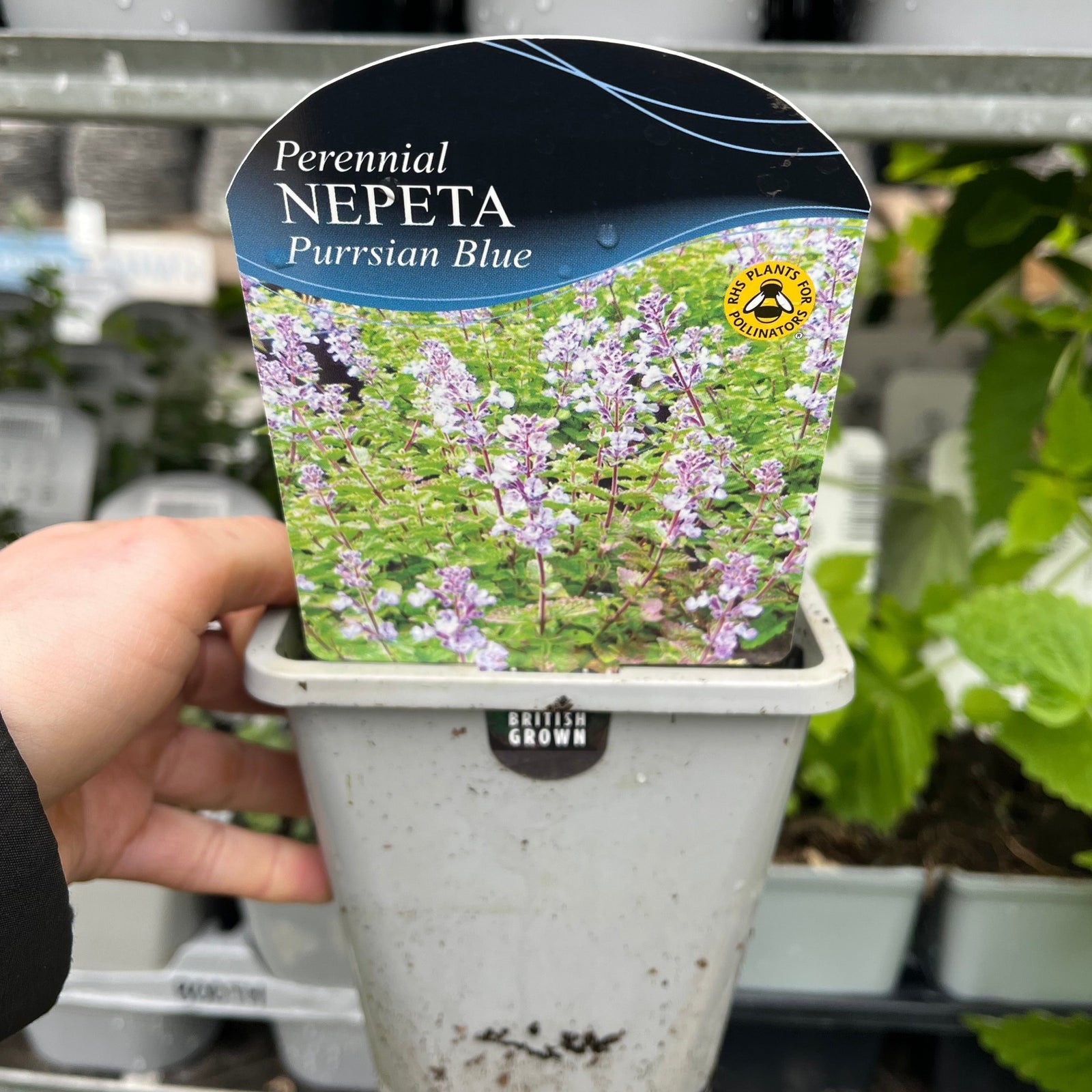 Nepeta faassenii (Catmint) 1.5L features fragrant flowers, green serrated leaves, and tall stems. This perennial is nectar-rich, attracts pollinators all season, and adds a lush, vibrant touch to your garden.