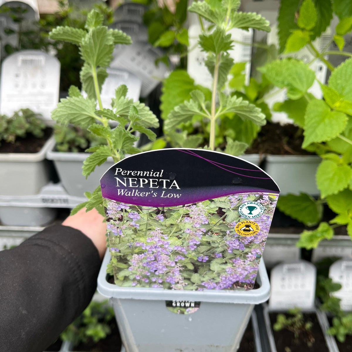 A hand holds a Nepeta &#39;Walker’s Low&#39; 9cm/2L, a long-flowering perennial with green leaves. Its label shows purple blooms and variety info, while similar cottage garden plants line the shelves in the background.