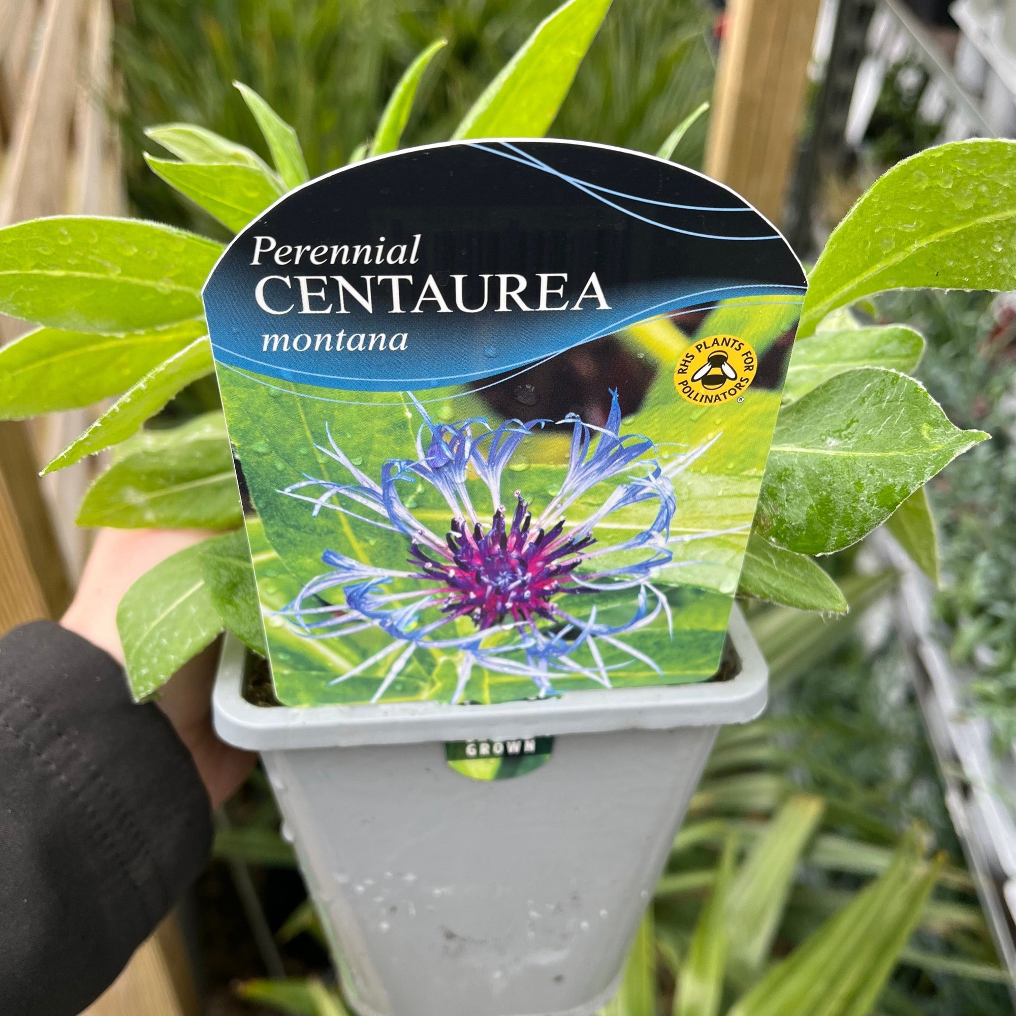Centaurea caerulea 1L