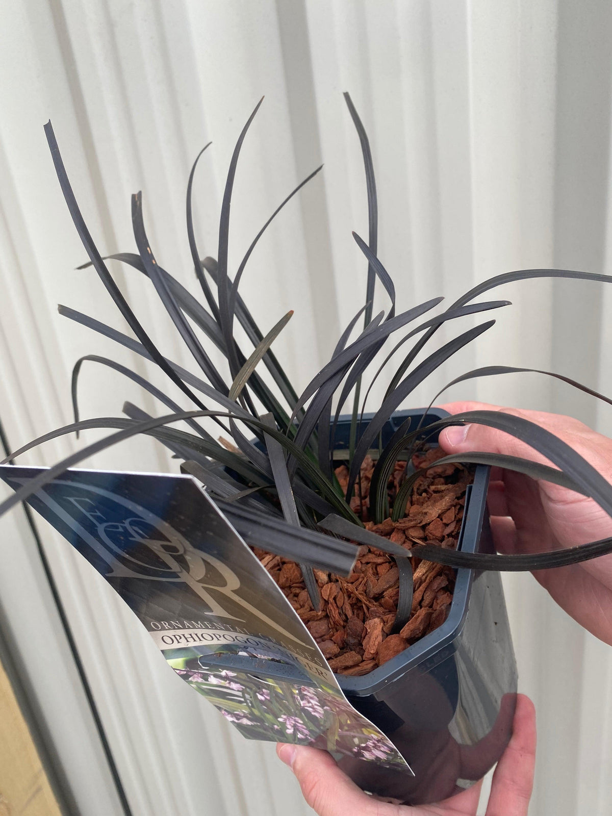 A person holds an Ophiopogon planiscapus Nigrenscens &#39;Black Mondo Grass&#39; 2L, featuring long dark purple leaves and brown bark chips in a blue square pot with a label, set against a light corrugated background.