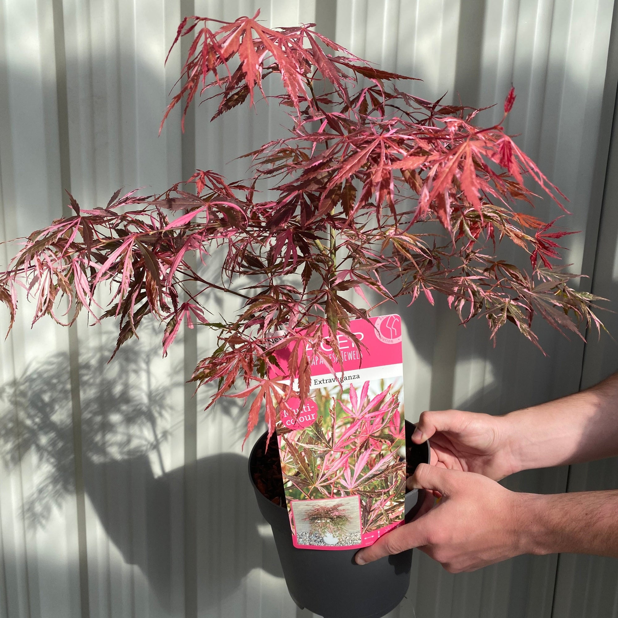 Acer palmatum 'Extravaganza' 3L