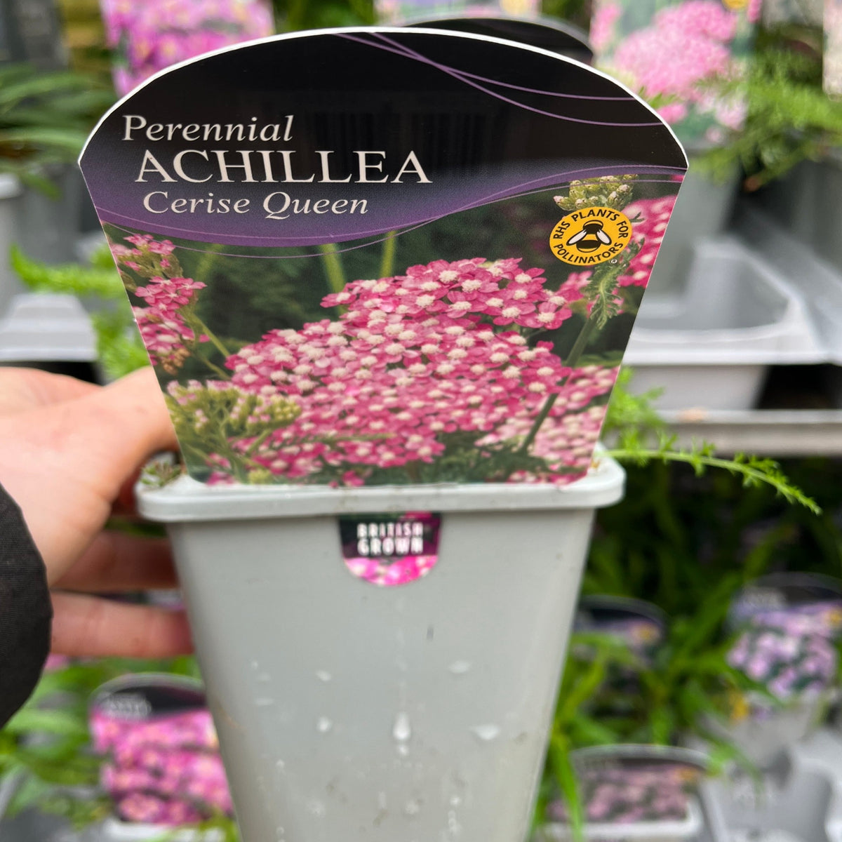 Achillea millefolium &#39;Cerise Queen&#39; (9cm Pot)
