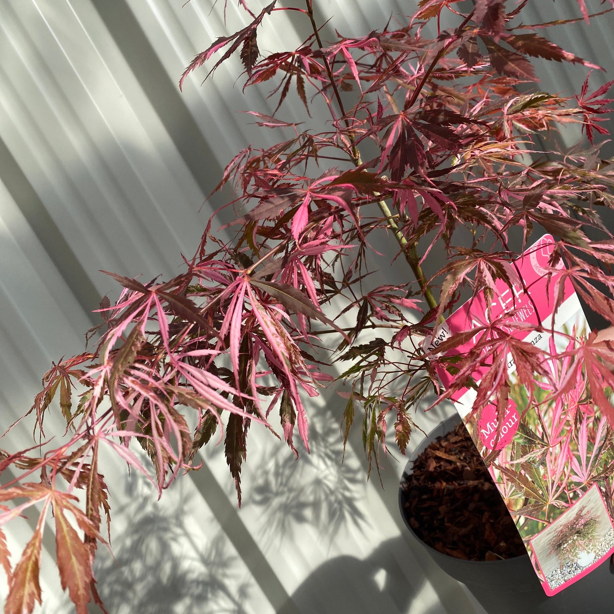 Acer palmatum 'Extravaganza' 3L
