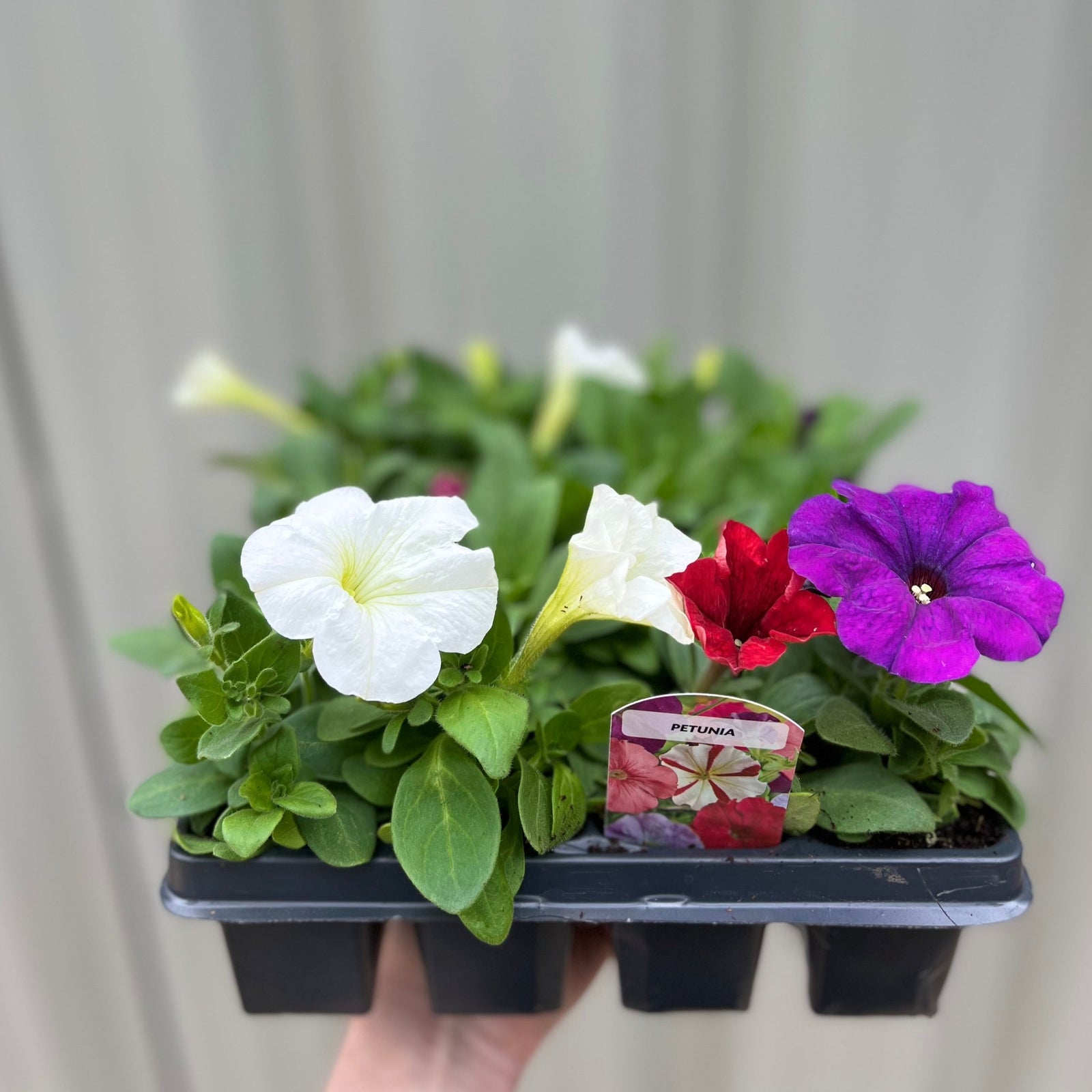 A Petunia Tray (Tray of 12 Plants) displays trumpet-shaped blooms in purple, white, red, and pink—perfect for vibrant bedding displays—against a softly blurred background.