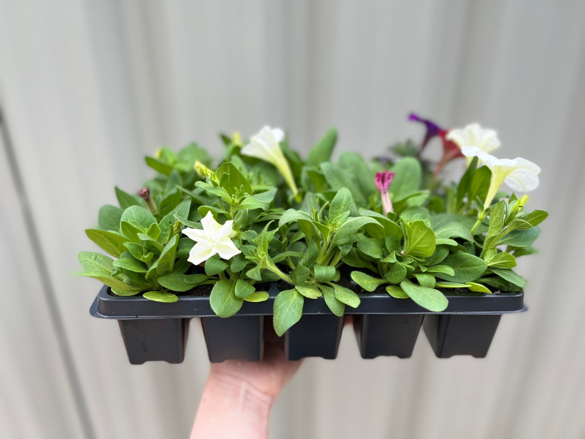 A hand holds a black plastic Petunia Tray (Tray of 12 Plants) with green leaves and white and purple trumpet-shaped blooms, set against a blurred light gray background.