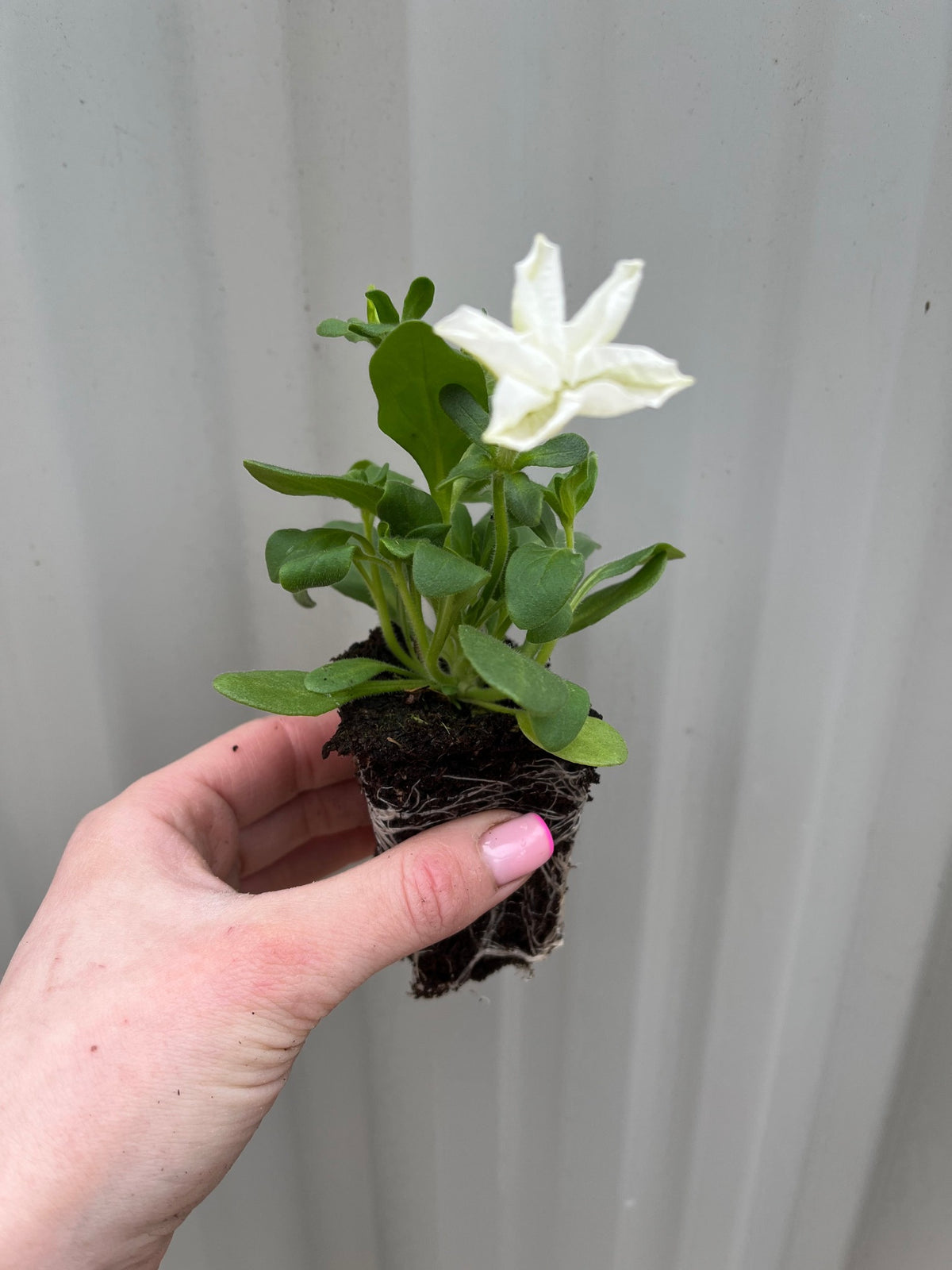 A hand with pink-painted nails holds a Petunia Tray (Tray of 12 Plants), showing green leaves and a single white trumpet-shaped bloom with exposed roots, against a corrugated light gray background.