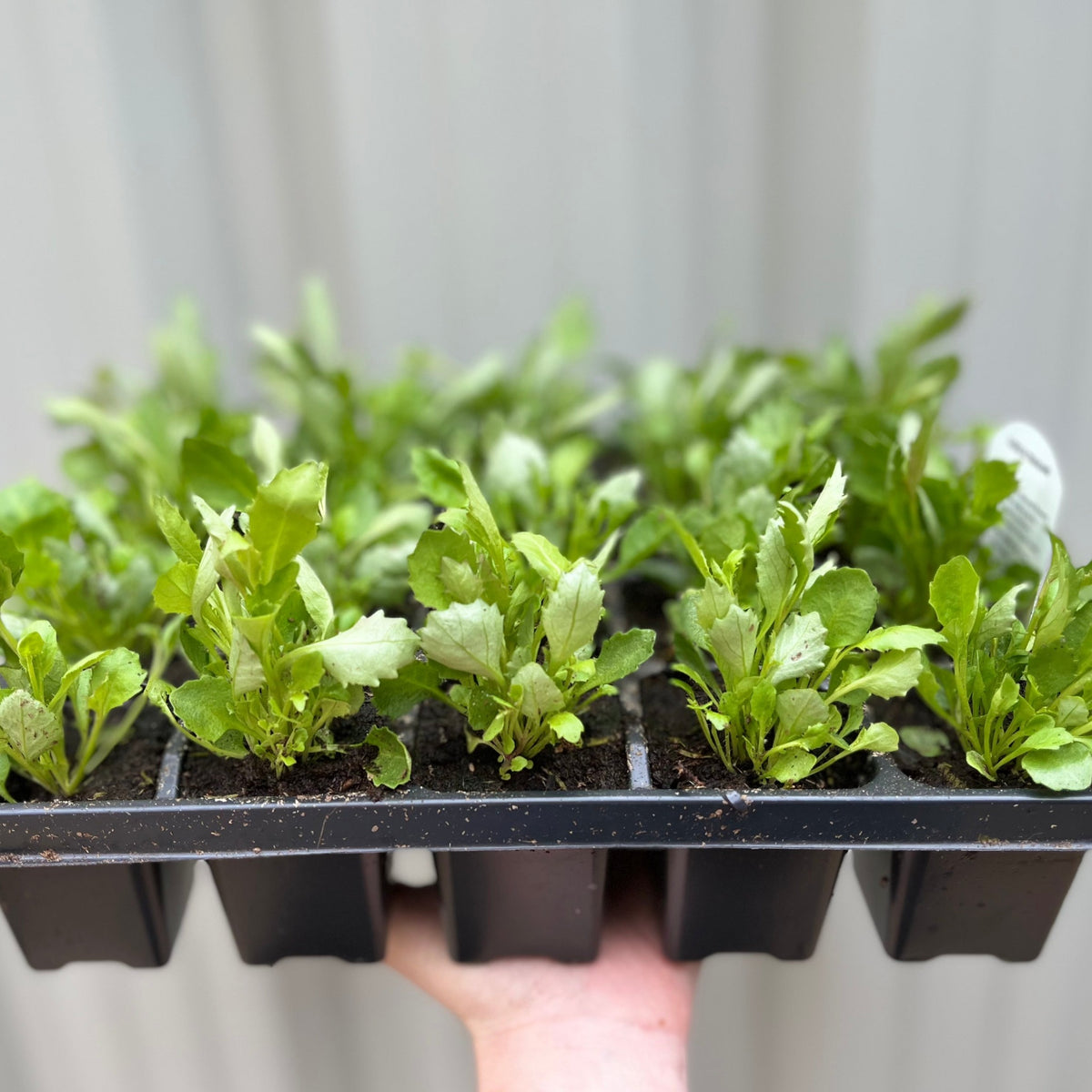 Trailing Lobelia (Tray of 18)