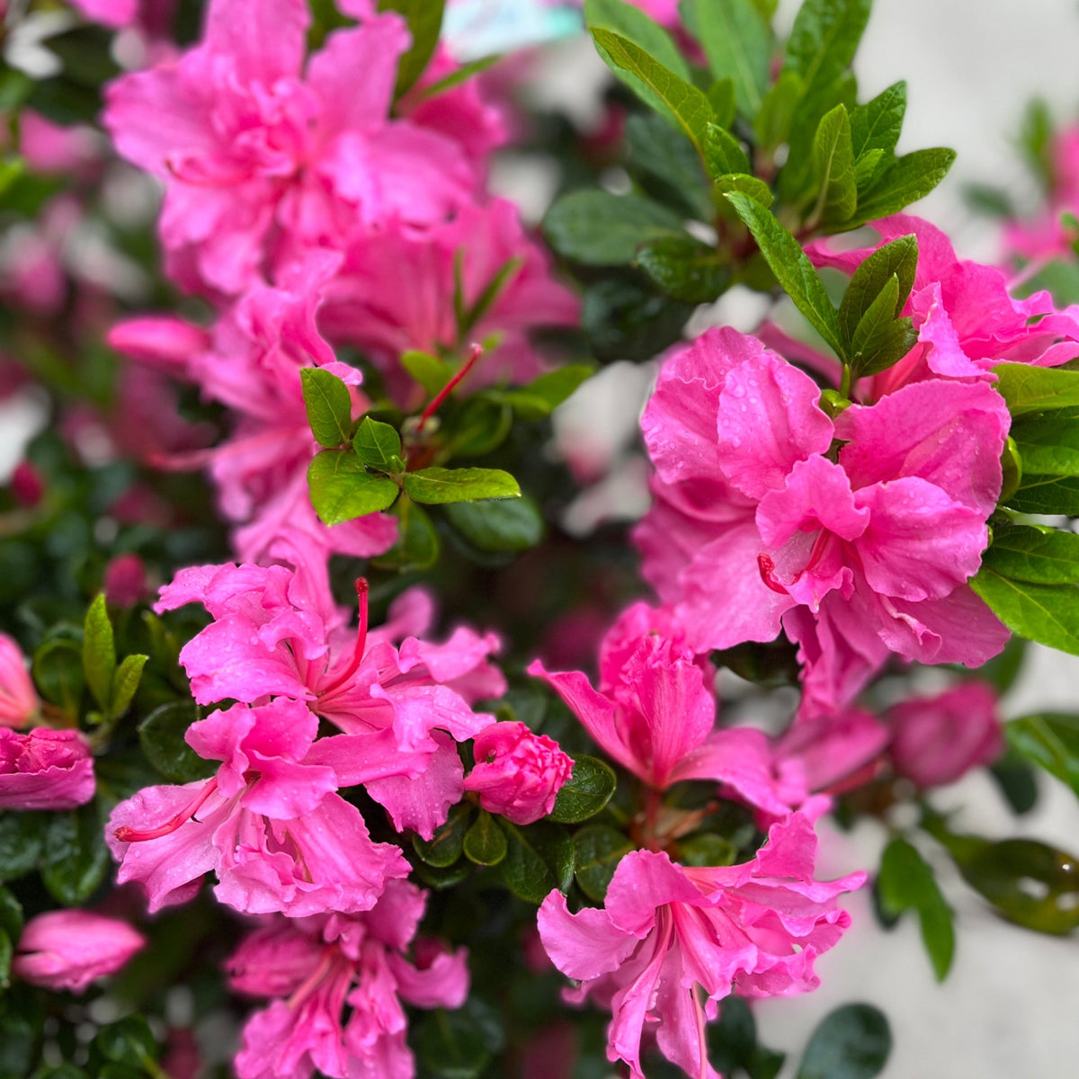 Azalea &#39;Conny&#39; 1.5L/2L/10L features bright pink flowers in full bloom with lush green leaves. This evergreen shrub creates a stunning garden display as its vibrant petals contrast beautifully with fresh foliage.
