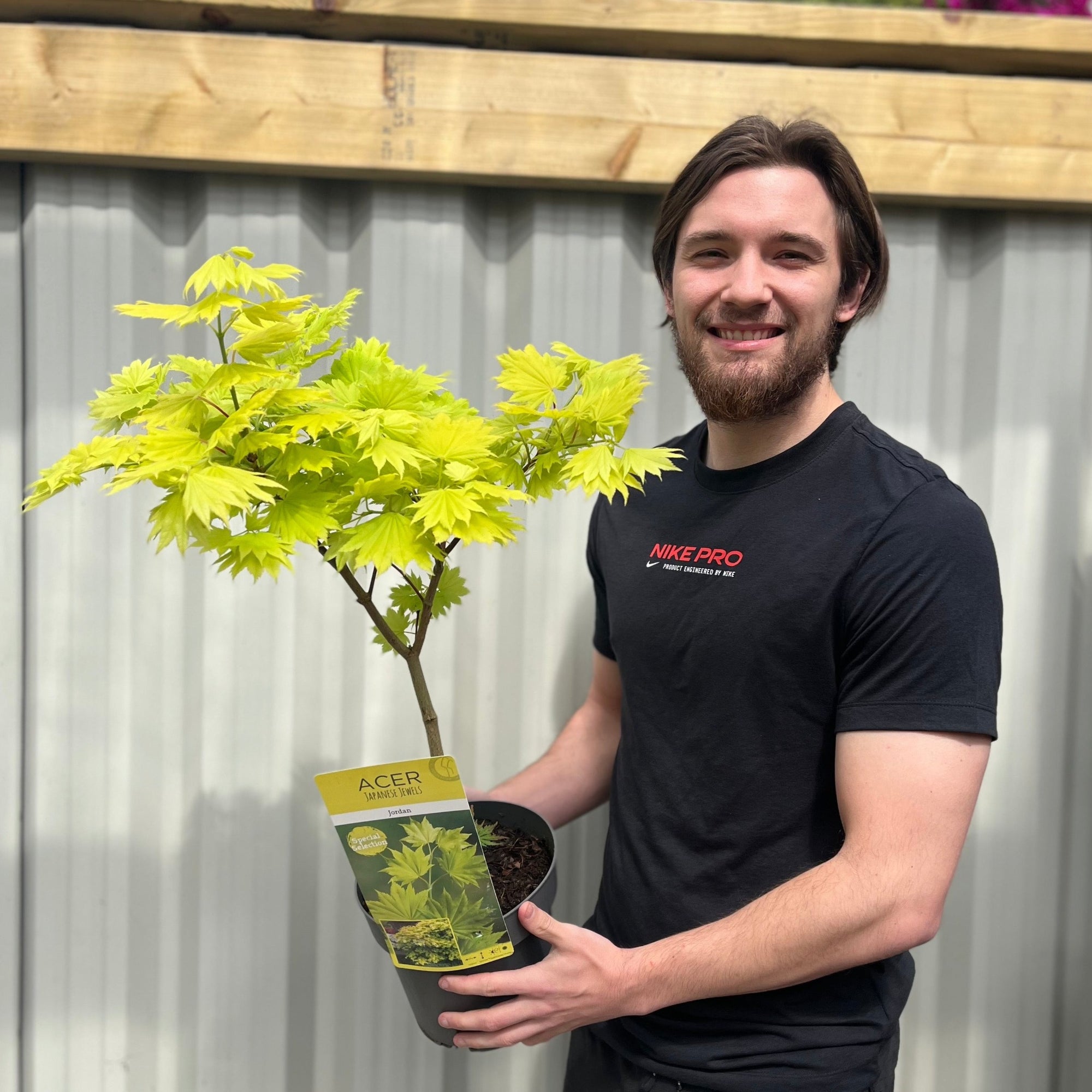 Acer shirasawanum 'Jordan'  3L (60cm)