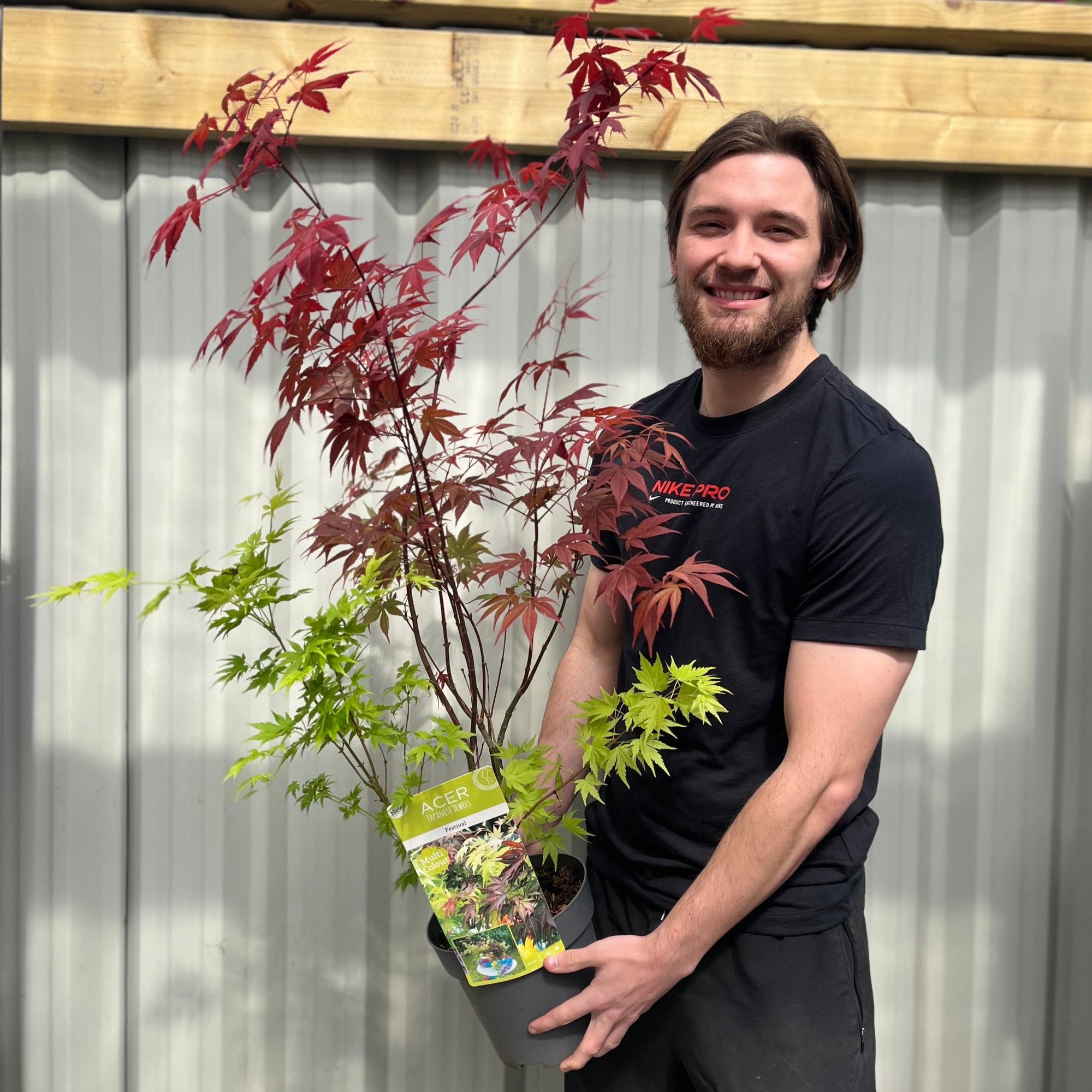 Acer palmatum 'Festival' 3L