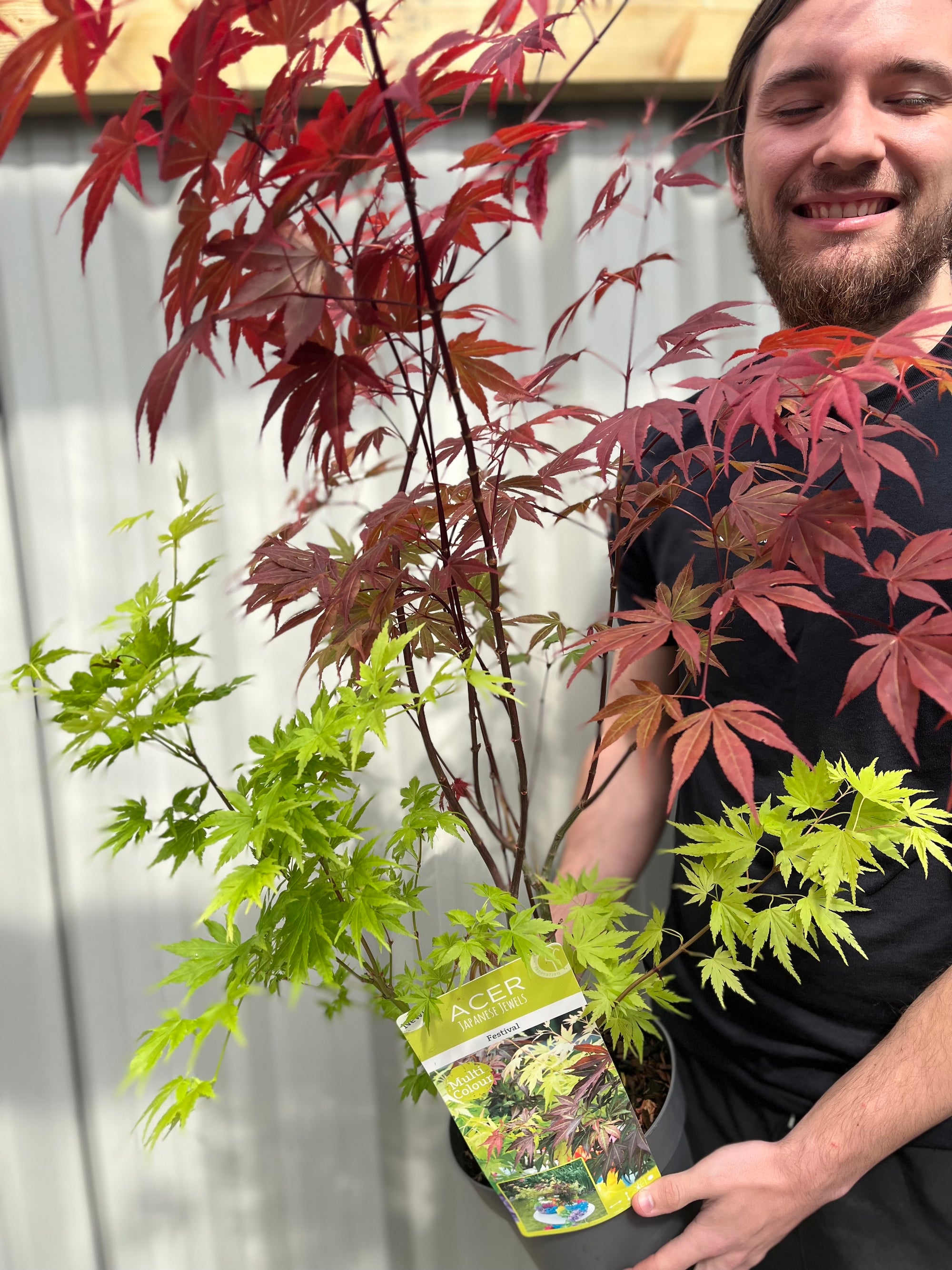 Acer palmatum 'Festival' 3L