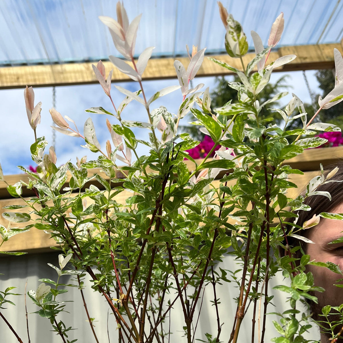 Tall branches of the Salix integra &#39;Hakuro-Nishiki&#39; Flamingo Dwarf Willow Tree, with pale pink and green leaves, reach upward in a garden under a clear corrugated roof with wooden beams and pink flowers in the background.
