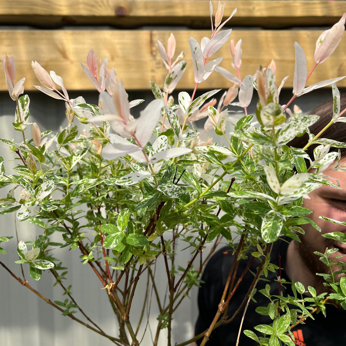 A man stands outdoors in sunlight, partially obscured by a Salix integra &#39;Hakuro-Nishiki&#39; Flamingo Dwarf Willow Tree with green and white variegated leaves and pale pink new growth, in front of a wooden structure and corrugated wall.