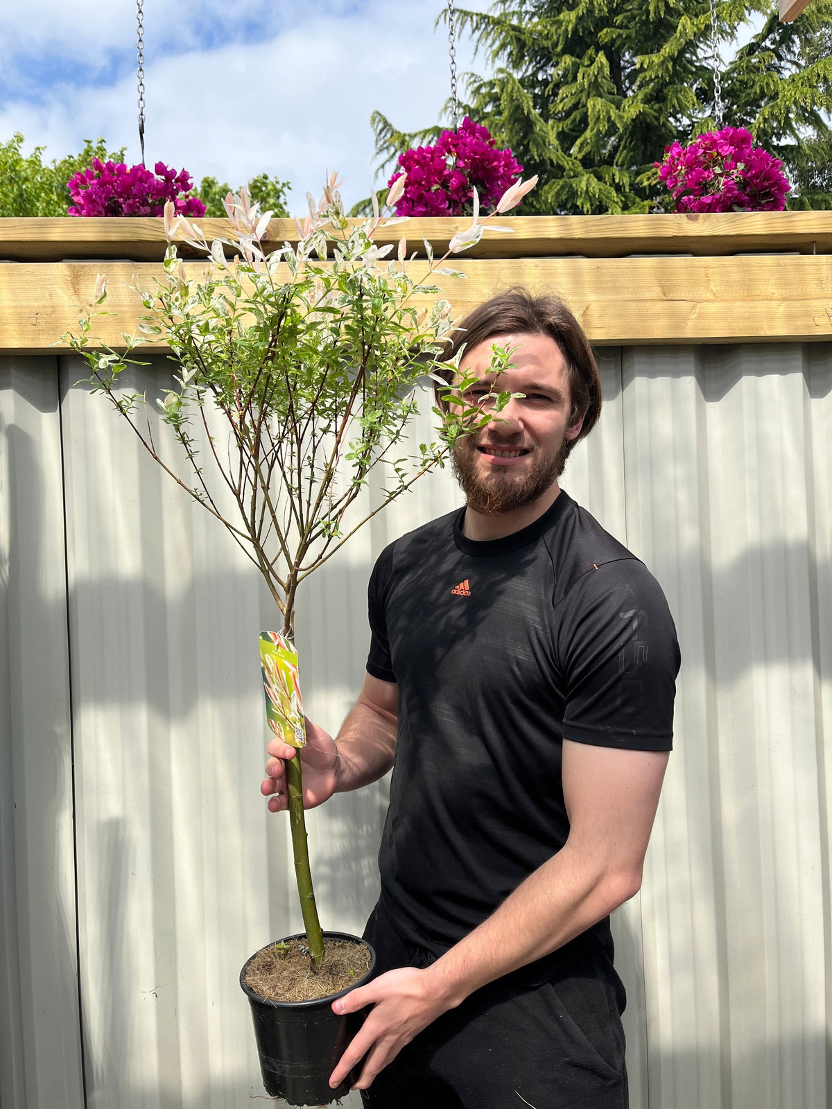 A man in a black t-shirt smiles outside, holding a Salix integra &#39;Hakuro-Nishiki&#39; Flamingo Dwarf Willow Tree. He&#39;s in front of a metal fence with wooden trim, flanked by planters of pink flowers, with other trees and blue sky in the background.