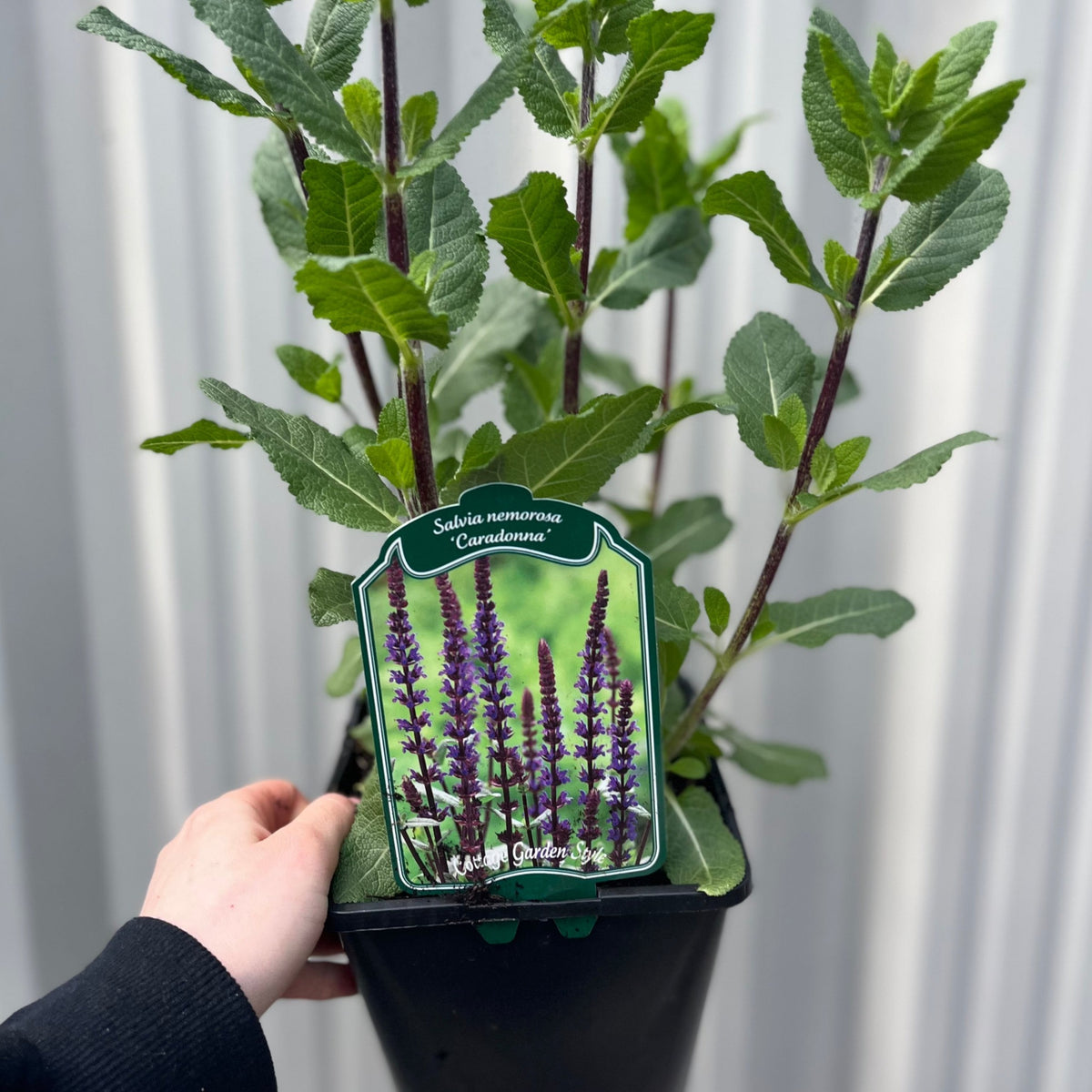 A hand holds a potted Salvia nemorasa &#39;Caradonna&#39; (9cm / 2L), showcasing its green leaves and upright stems. The label displays purple flower spikes. A white corrugated background is visible—ideal for garden Salvia enthusiasts.