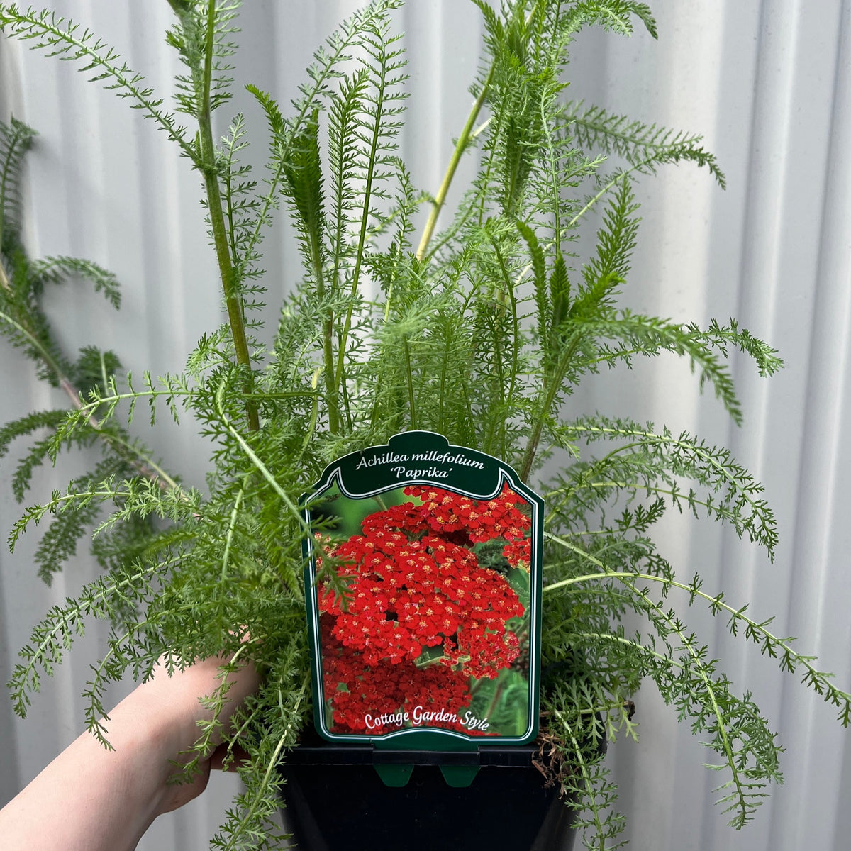 Achllea millefolium &#39;Paprika&#39; 2L