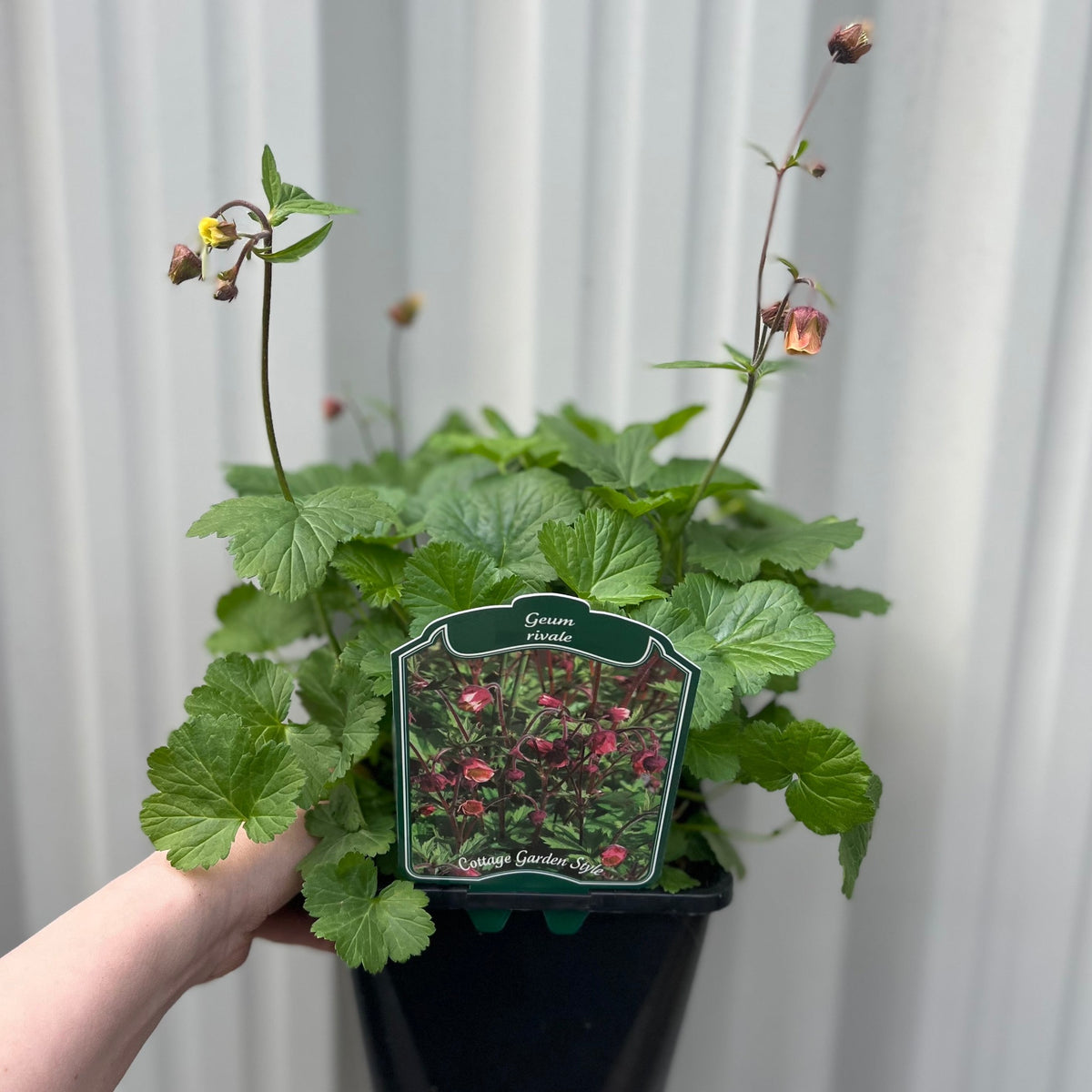 A hand holds a Geum rivale 2L—a perennial with green leaves and tall stems bearing buds. The pot’s label shows Geum rivale in bloom with reddish-purple flowers.