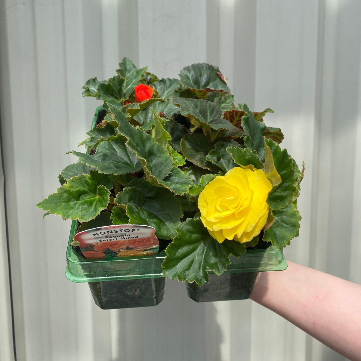 Begonia &#39;Non-Stop&#39; | Tray of 6 Mixed Plants