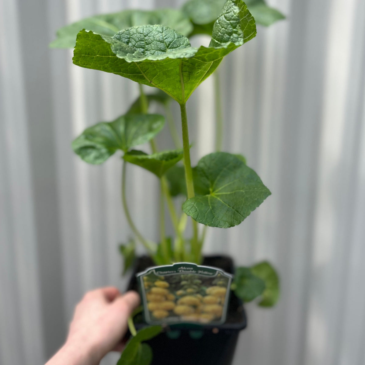 A person holds a Hollyhock (Alcea) - Double Yellow 2L plant with lush green leaves, ideal for cottage gardens. The plant label displays double yellow blooms. The background has a light, vertically-lined surface.
