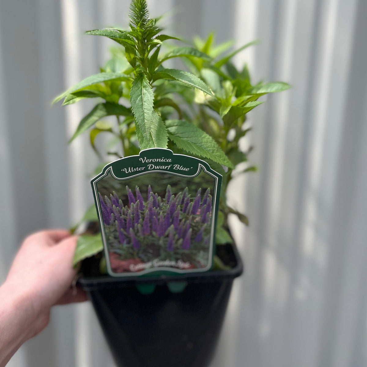 Veronica &#39;Ulster Dwarf Blue&#39; 2L