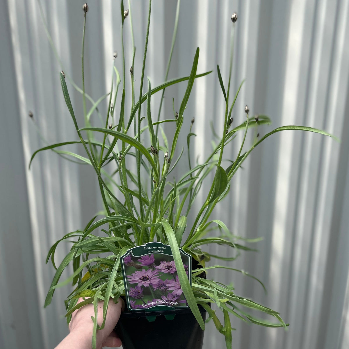 A hand holds a Catananche caerulea 9cm/2L, showing long green leaves and tall stems. The pot’s label reads “Catananche” with purple flowers. The background is a corrugated metal surface.