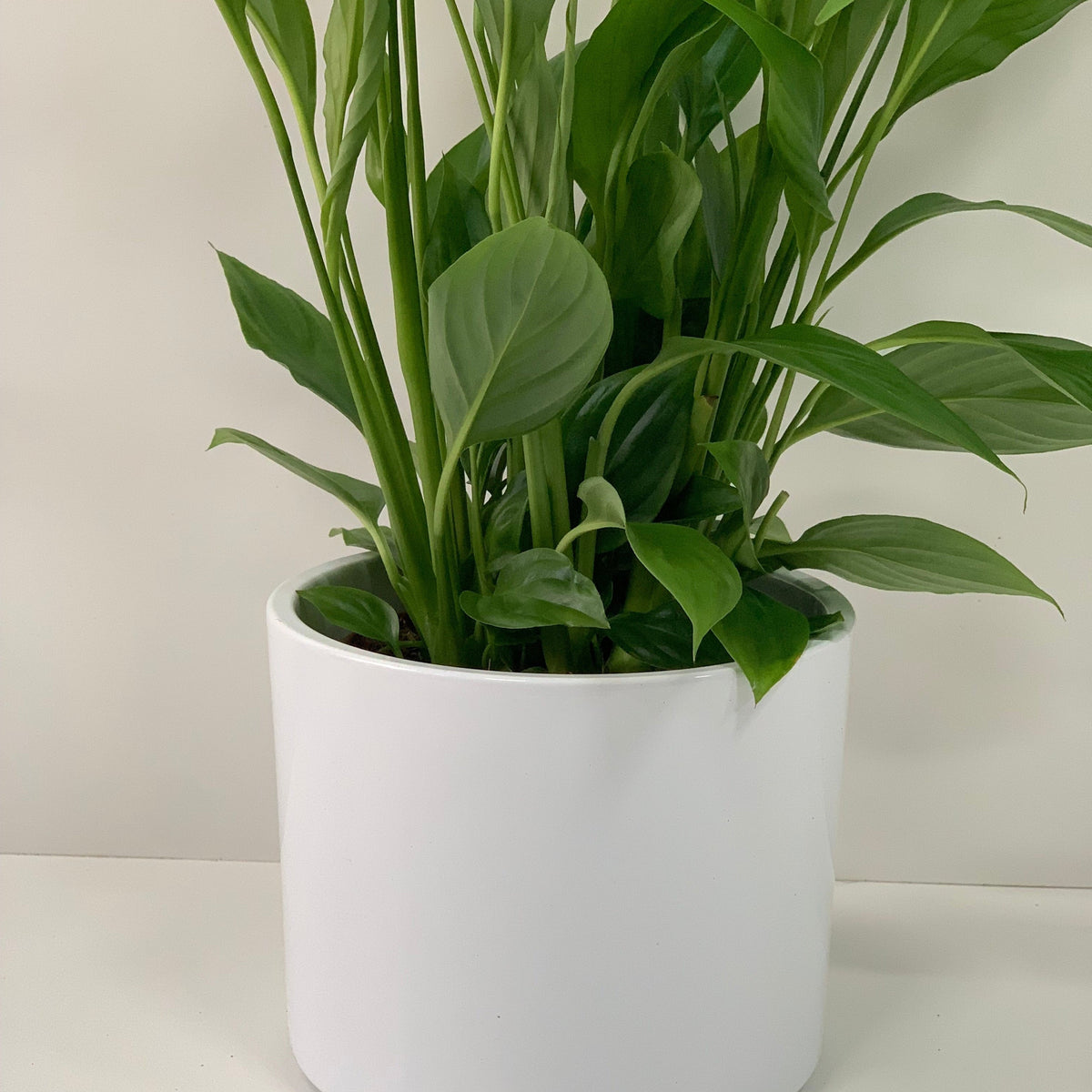 The Anthurium - Candy Floss Pink, with broad green leaves and vibrant pink blooms, grows in a simple white pot against a plain white background.