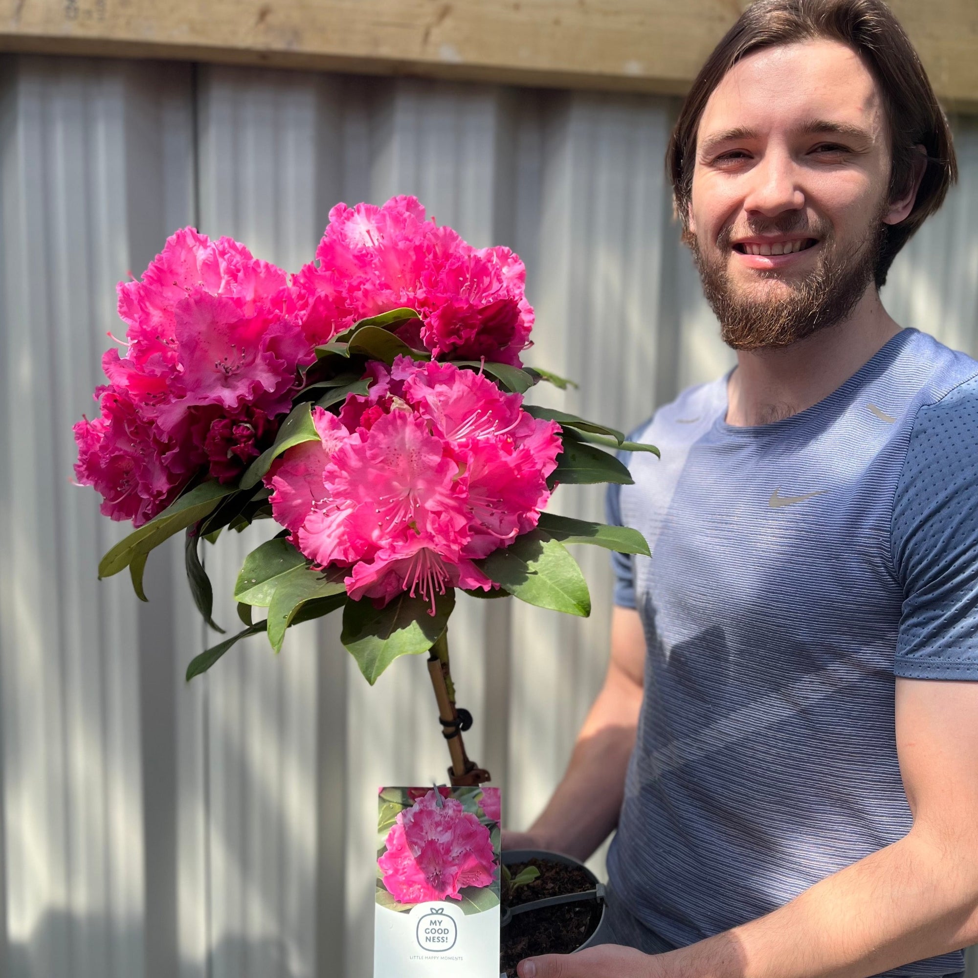 Standard Rhododendron 'Germania' (Pink) 80cm