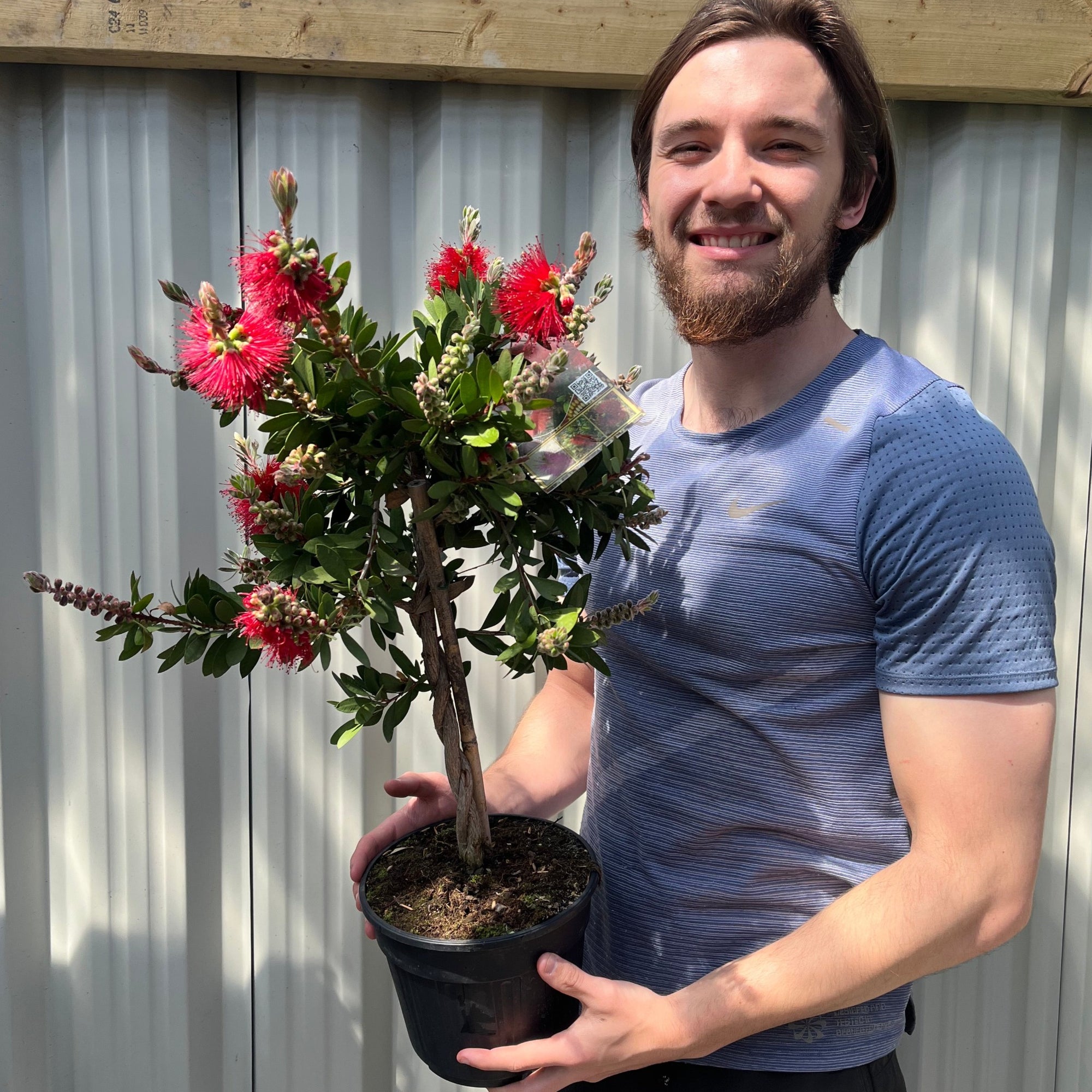 Standard Callistemon - Bottle Brush (70-80cm)