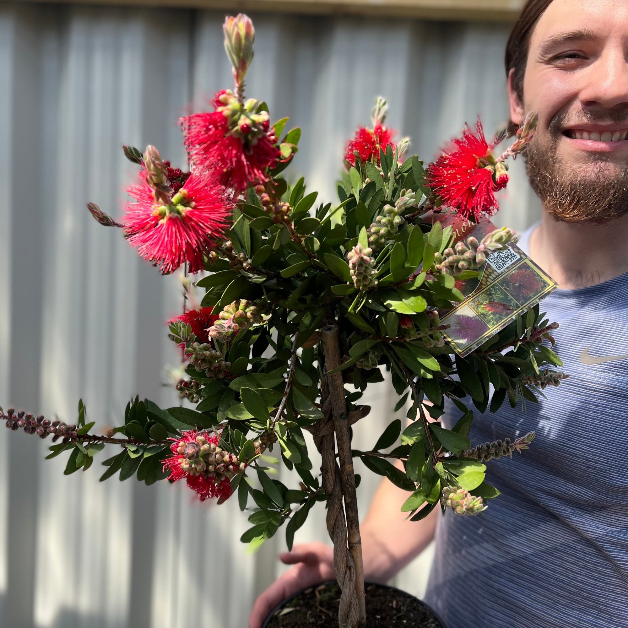 Standard Callistemon - Bottle Brush (70-80cm)