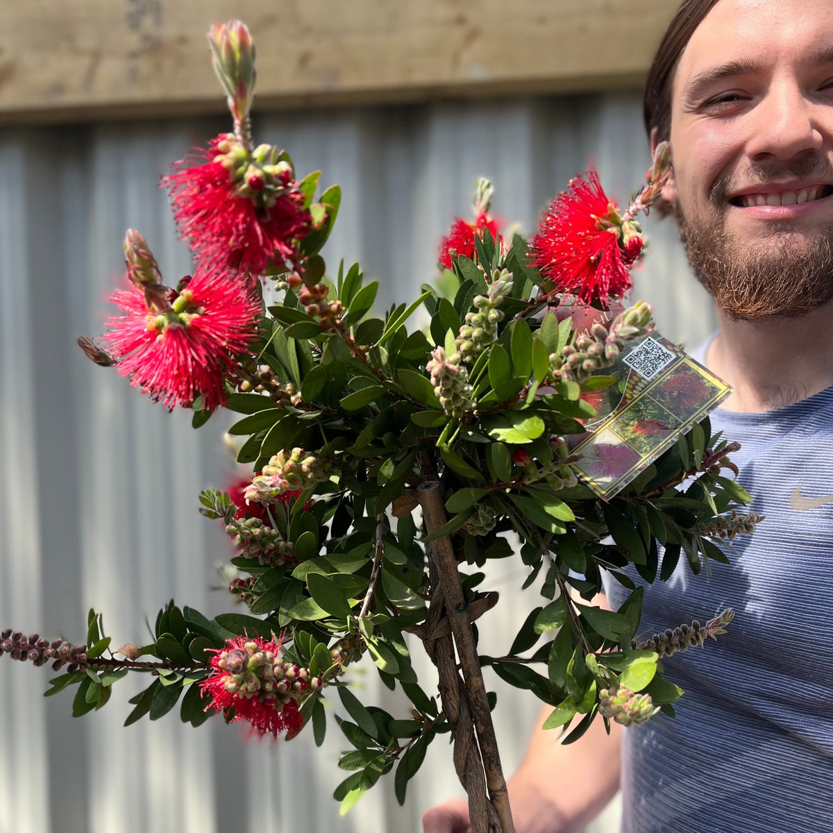 Standard Callistemon - Bottle Brush (70-80cm)
