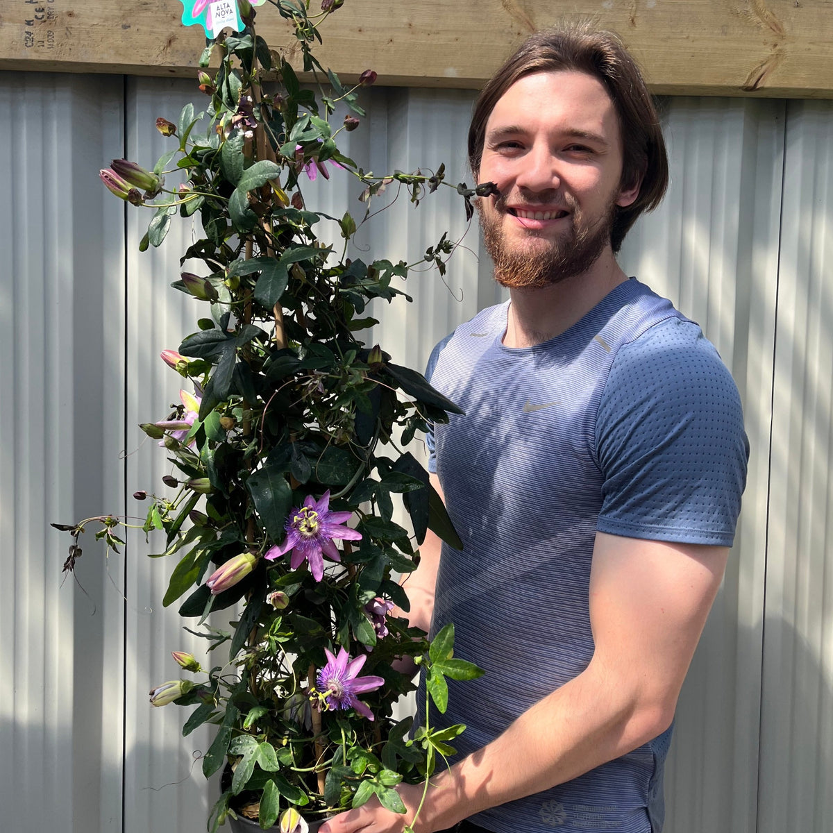 A smiling man with a beard holds a large Passion flower Climber (Passiflora caerulear, 110cm), known for its vibrant purple flowers and edible fruit, standing in front of a corrugated metal wall.