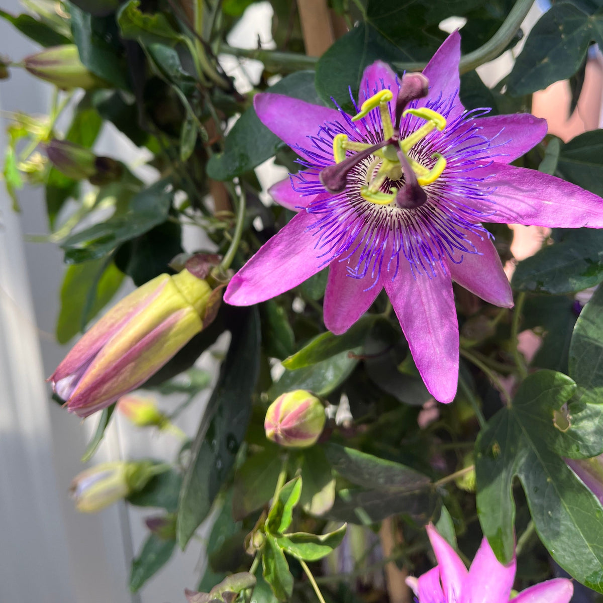 A close-up of the Passion flower Climber (Passiflora caerulea, 110cm) displays its striking purple blooms and unique radial pattern among green leaves—valued for its exotic flowers and edible passion fruits.