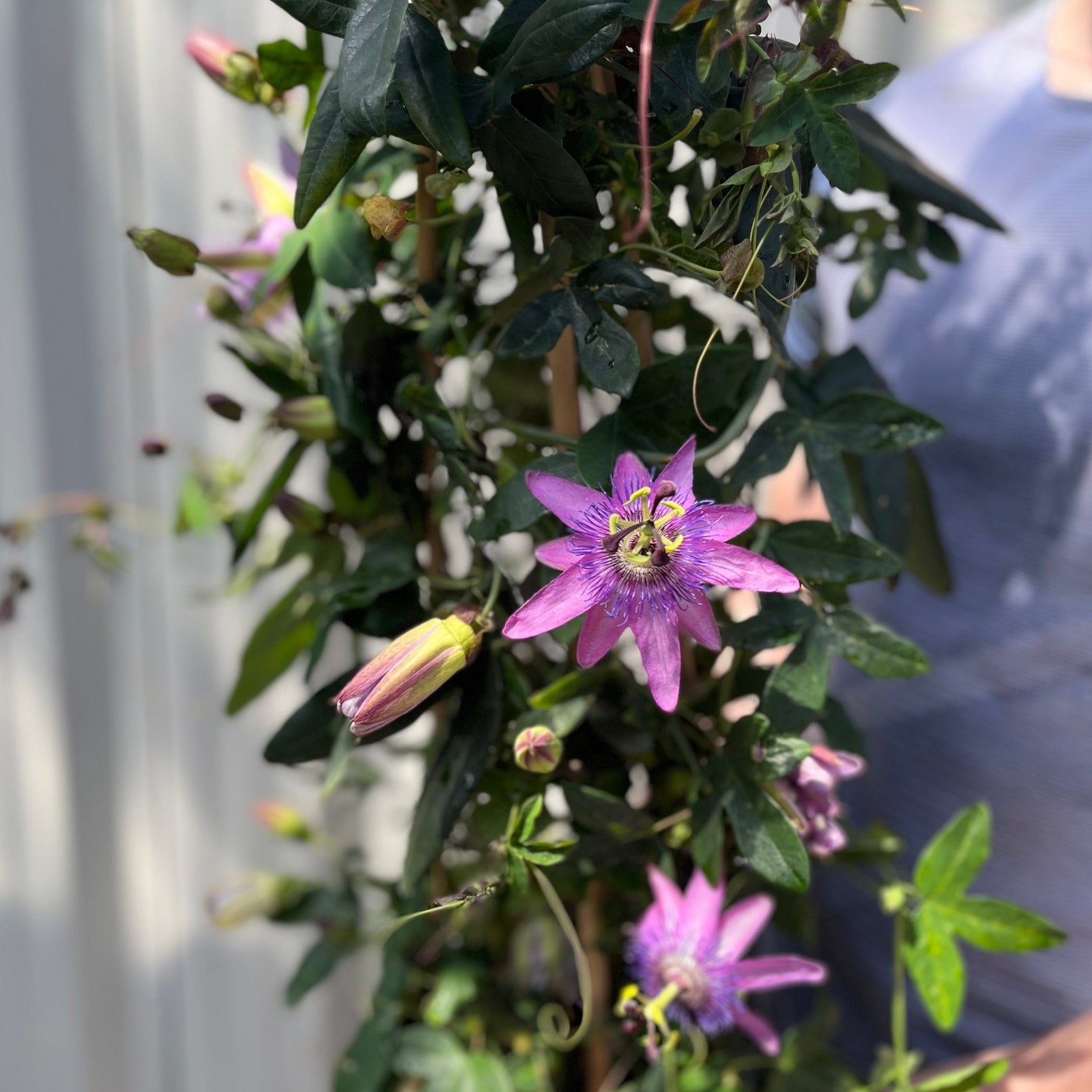 A purple passionflower blooms on the Passion flower Climber (Passiflora caerulea), a 110cm exotic plant known for producing edible passion fruits.