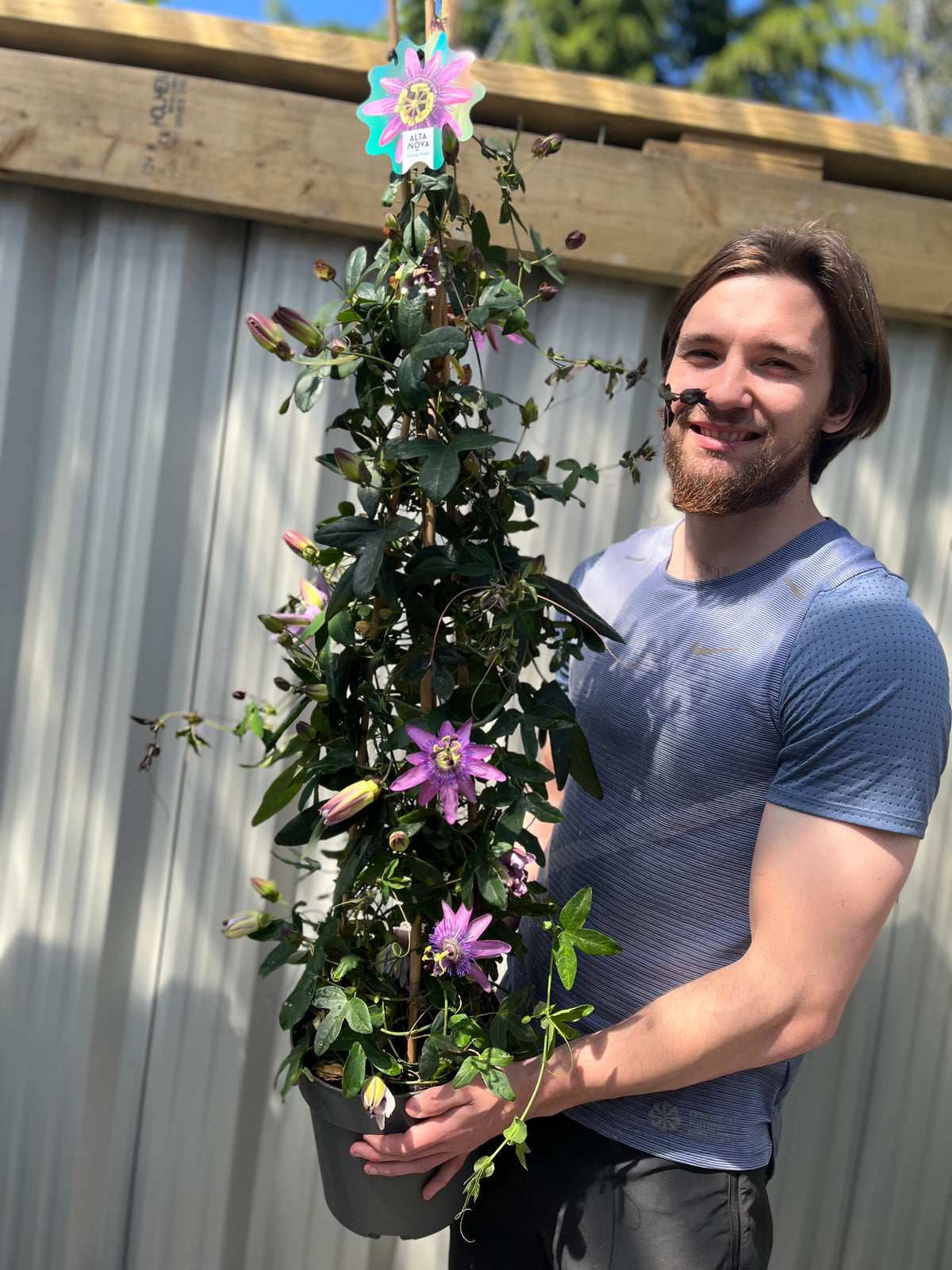A bearded man in a blue t-shirt smiles, holding a 110cm Passion flower Climber (Passiflora caerulea) with purple blooms in front of a corrugated metal fence on a sunny day.