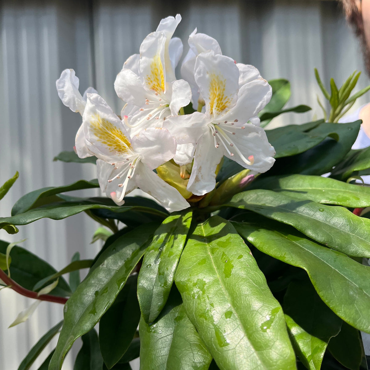 Rhododendron &#39;Madame Masson&#39; 2L/5L features pearl white flowers with yellow markings and pink spots blooming above glossy green leaves of this evergreen shrub, set against a blurred background with vertical gray lines.