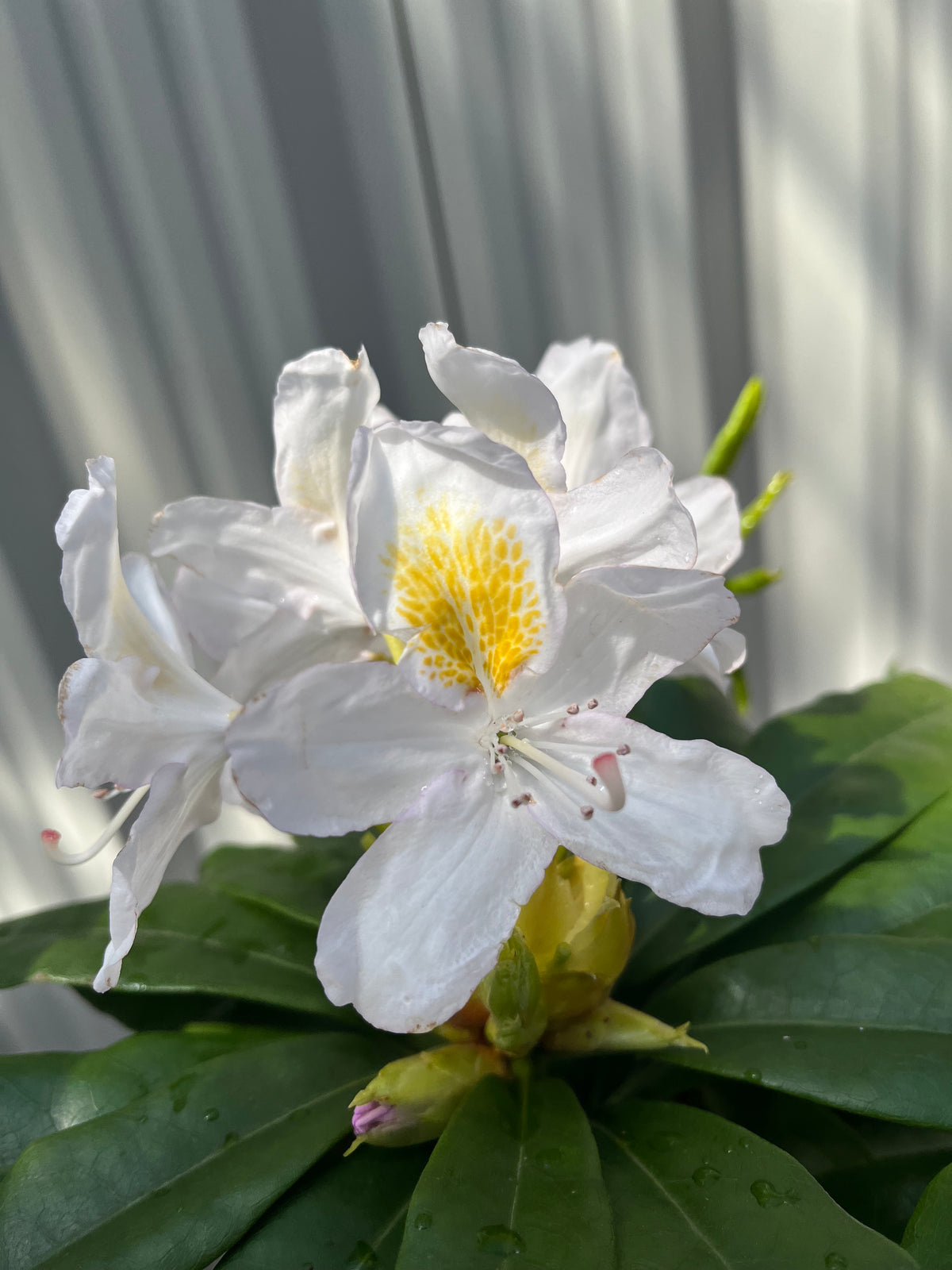 A close-up of Rhododendron &#39;Madame Masson&#39; 2L/5L shows pearl white flowers with yellow and orange markings at the center, set among lush green leaves. Sunlight and shadows create gentle patterns on a pale background.