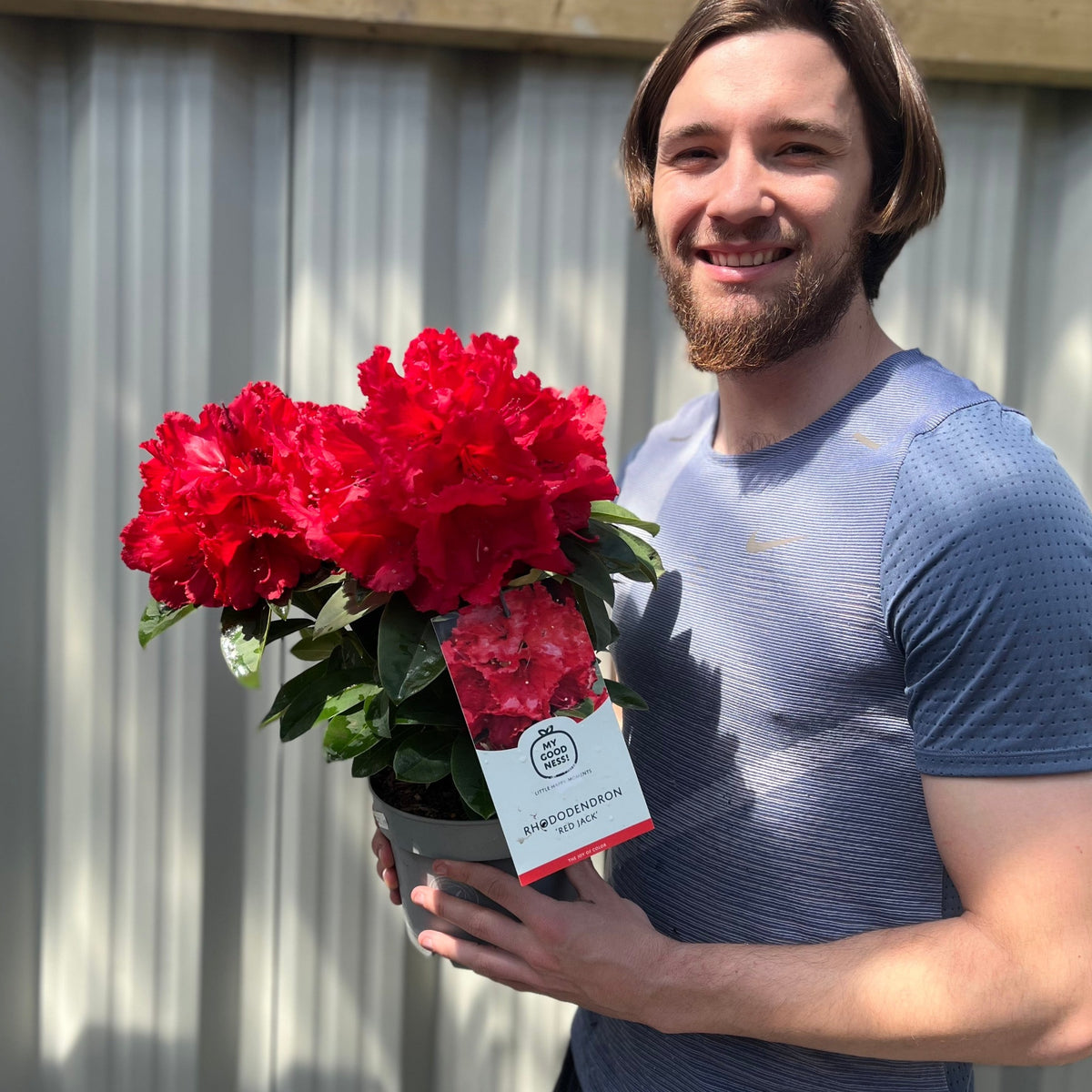A smiling man with a beard and blue shirt stands outside in front of a light fence, holding a Rhododendron &#39;Red Jack&#39; 2L with vibrant scarlet red flowers.