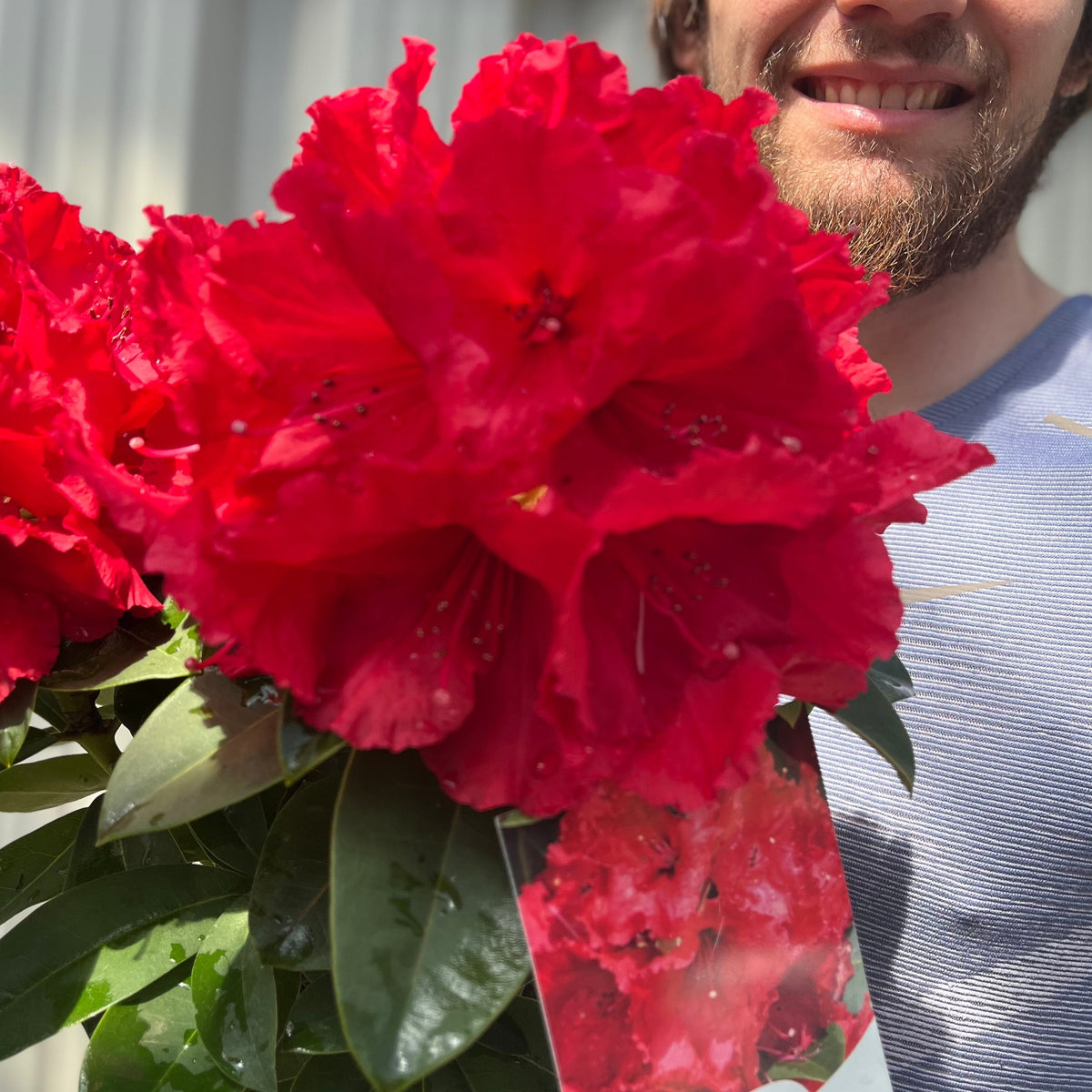 A person smiles in sunlight, holding a large bouquet of Rhododendron &#39;Red Jack&#39; 2L—vivid scarlet red flowers from an evergreen shrub with lush green leaves.