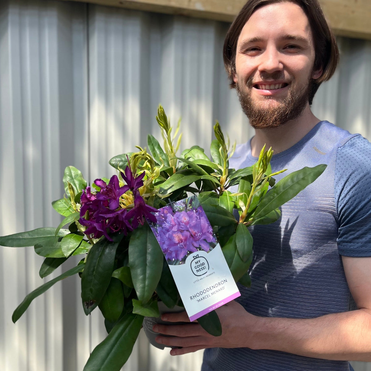 Rhododendron &#39;Marcel Menard&#39; 2L / 5L