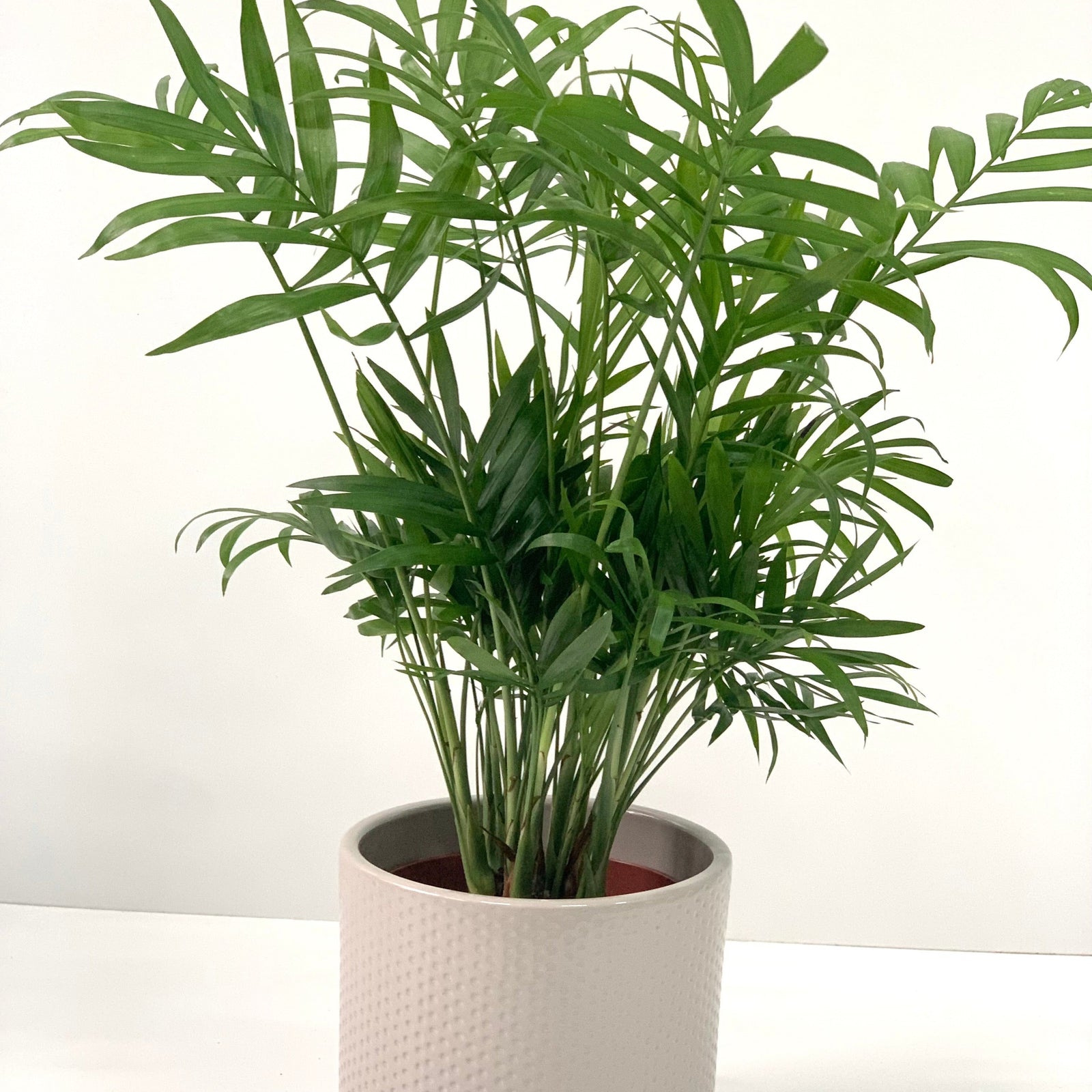 The Parlour Palm 40-50cm, a low maintenance house plant with slender, arching leaves, stands in its pot against a plain white background.