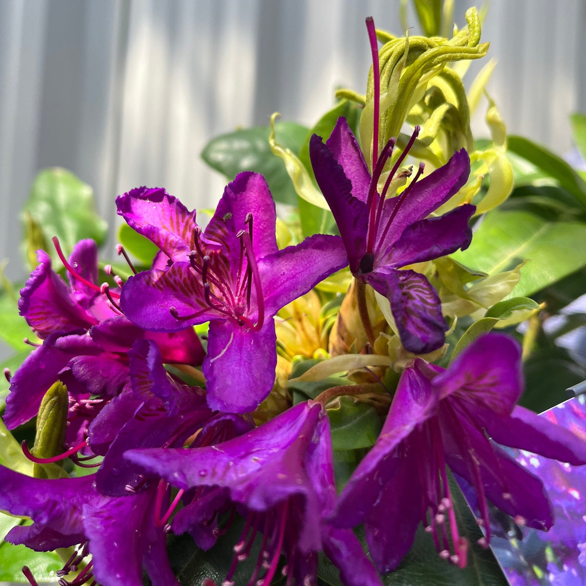 Rhododendron &#39;Marcel Menard&#39; 2L / 5L