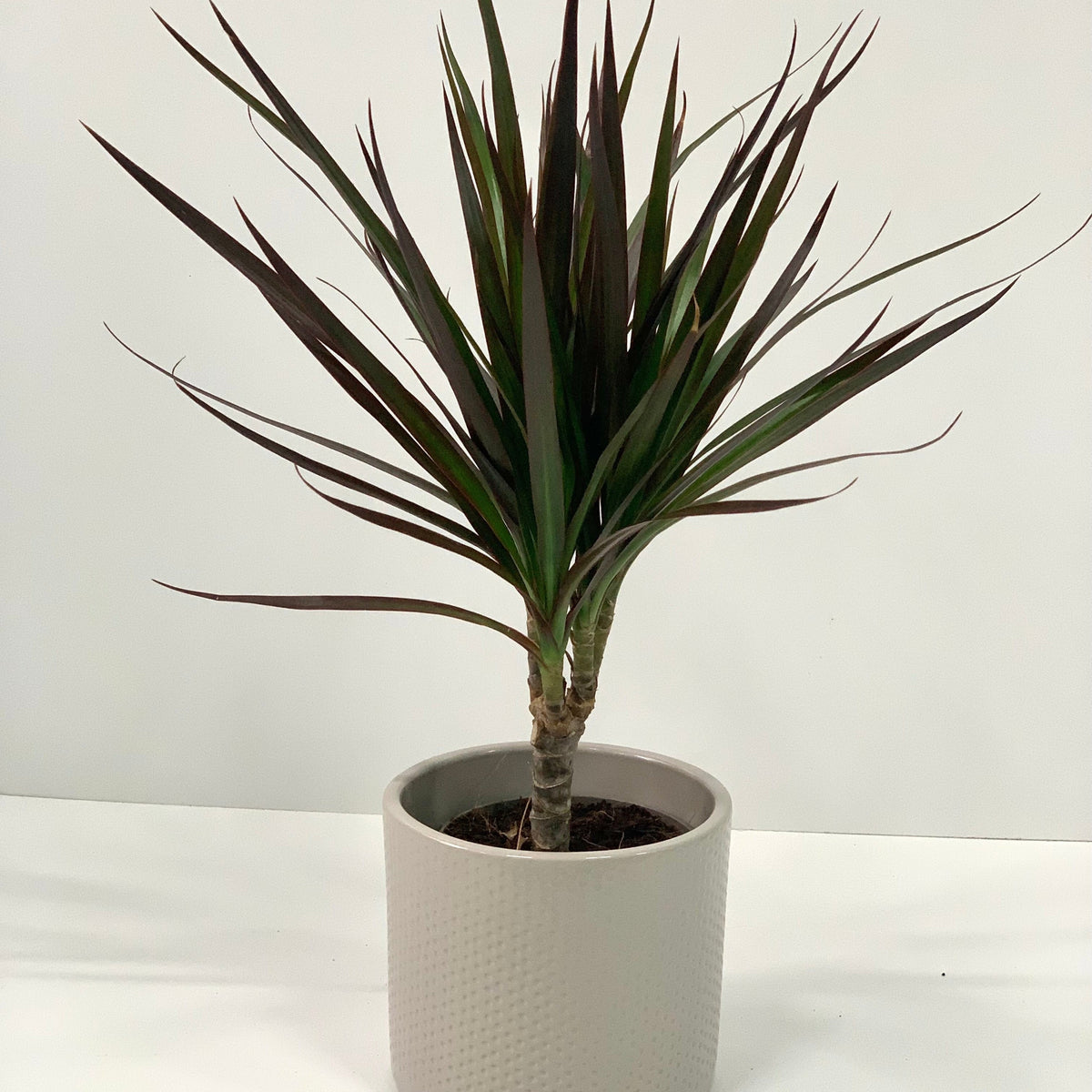 The Dracaena Marginata &#39;Dragon Tree&#39; 1 Stem, an easy-care air-purifying plant with spiky green and reddish-edged leaves, stands upright in a textured white planter against a plain white background.
