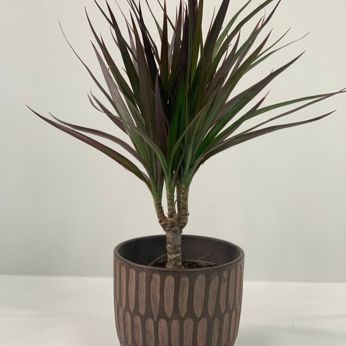 A Dracaena Marginata &#39;Dragon Tree&#39; 1 Stem, an easy-care air-purifying houseplant with long green and reddish leaves, sits in a decorative brown pot with an oval pattern against a plain light background.