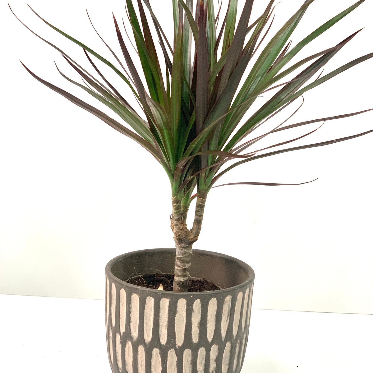 The Dracaena Marginata &#39;Dragon Tree&#39; 1 Stem, an easy-to-grow air-purifying plant with spiky green and reddish leaves, sits in a decorative gray pot with vertical cream patterns against a white background.