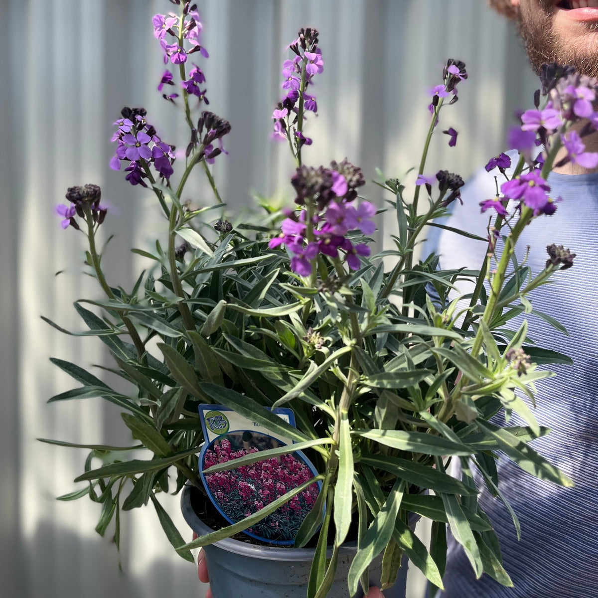 Erysimum &#39;Bowles Mauve&#39; (Three Sizes Available)