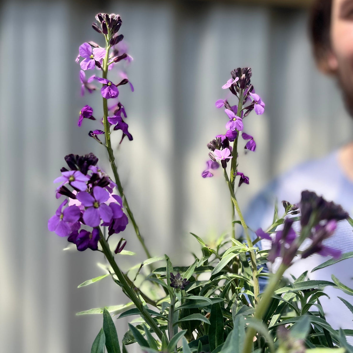 Erysimum &#39;Bowles Mauve&#39; (Three Sizes Available)