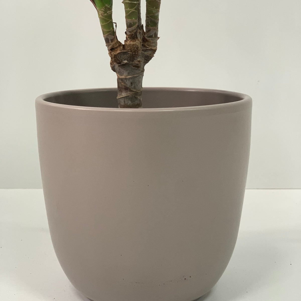 The Dracaena Marginata &#39;Dragon Tree&#39; 1 Stem features a thick, bare stem in a brown pot, making it an easy-to-grow indoor plant, perfect for simple decor. Set against a plain white background.